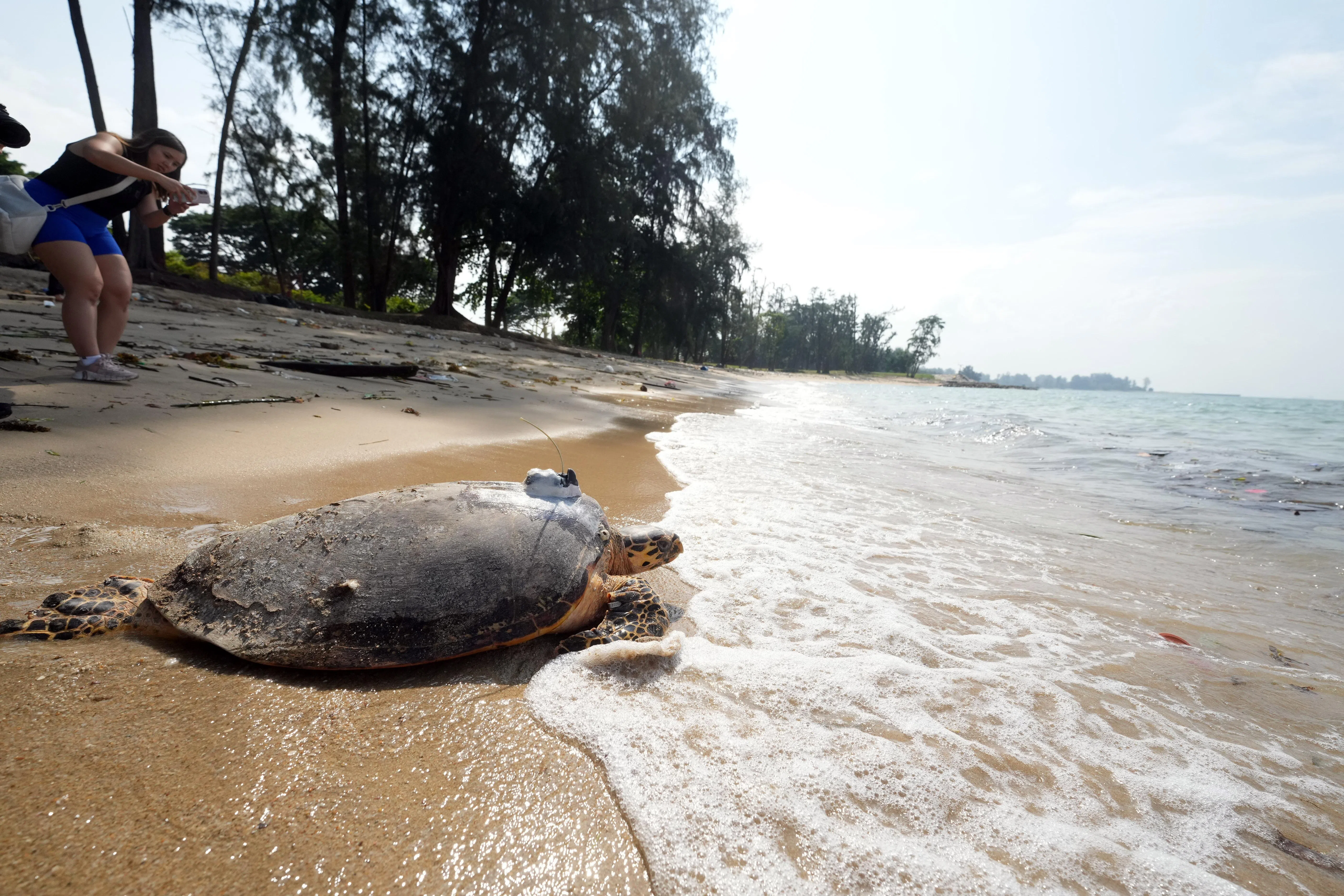 这只右后鳍受伤的玳瑁海龟曾在2020年、2023年和今年尝试筑巢，单在今年上半年已两度上岸筑巢。（谢智扬摄）