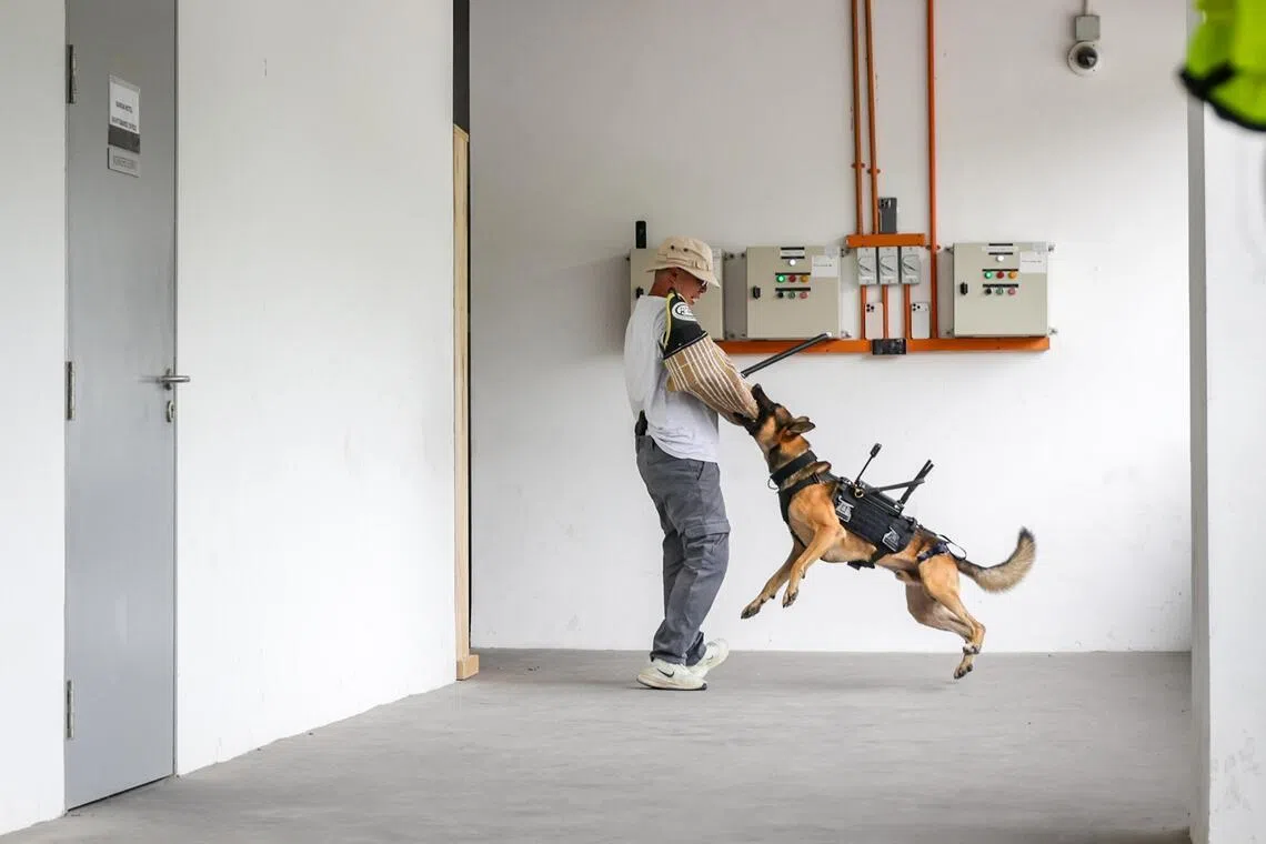 警犬背负式摄像系统结合警犬本身的嗅觉与追踪能力，有助提升整体定位效率。（叶振忠摄）
