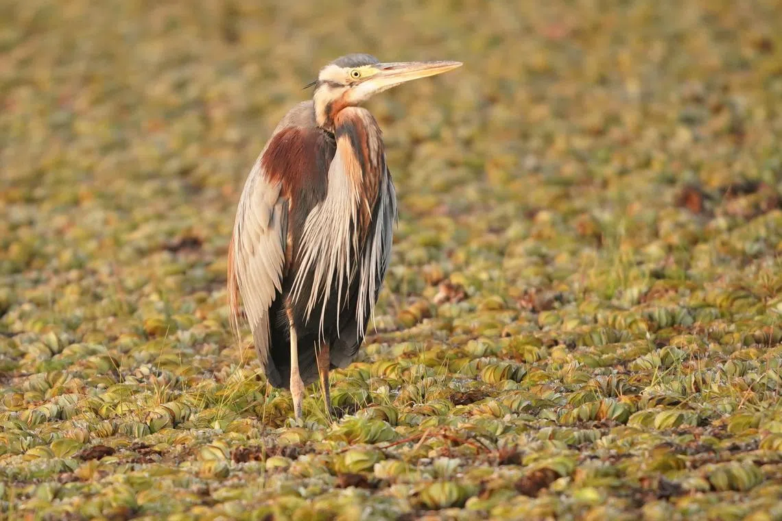 紫鹭（Purple Heron） 虽静止不动，眼睛却在搜寻猎物。（梁金菊摄）
