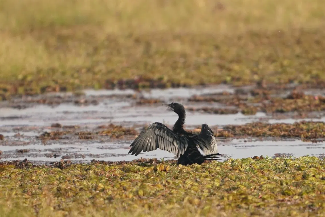 黑颈鸬鹚（Little Cormorant）展开翅膀。（梁金菊摄）