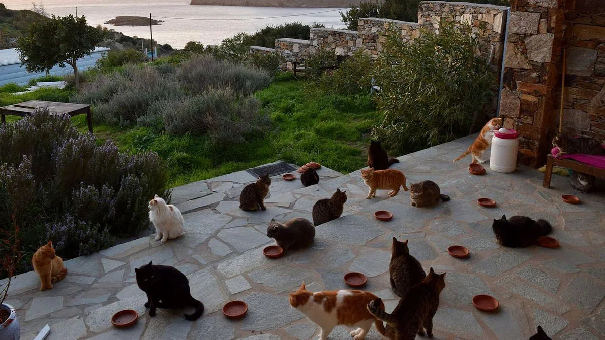 爱琴海的美景和猫咪（图/God's Little People Cat Rescue面簿）。 