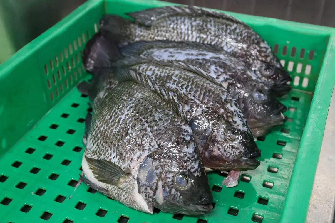 生长环境是罗非鱼（tilapia）鱼肉是否带泥腥味的关键。我国渔场目前使用颗粒饲料饲养的“新洲鱼”海水罗非鱼，肉质细嫩且不带泥腥味。（档案照片）