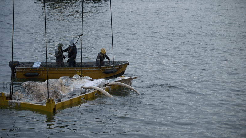 在打捞的过程中，须鲸的一节下颌骨不慎掉入海中。Singapore Salvage Engineers隔天早上调遣水手潜水用绳子固定并取出下颌骨。（国大李光前自然历史博物馆提供）
