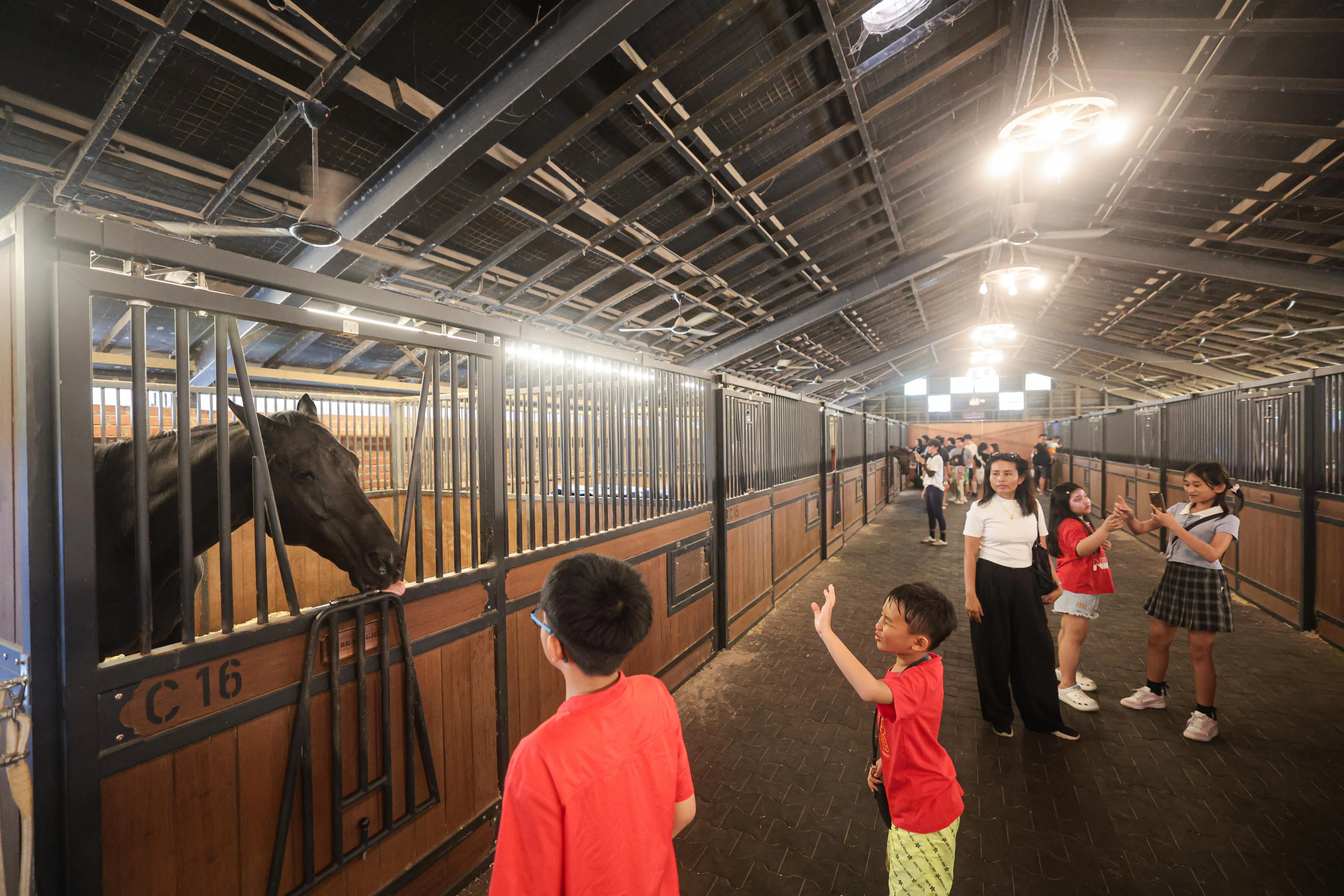 为公众提供骑马和相关休闲活动的Gallop Stable，把大约150匹马儿迁往三巴旺的新马厩Gallop.SG。这些马儿包括退休的赛马。（李冠卫摄）
