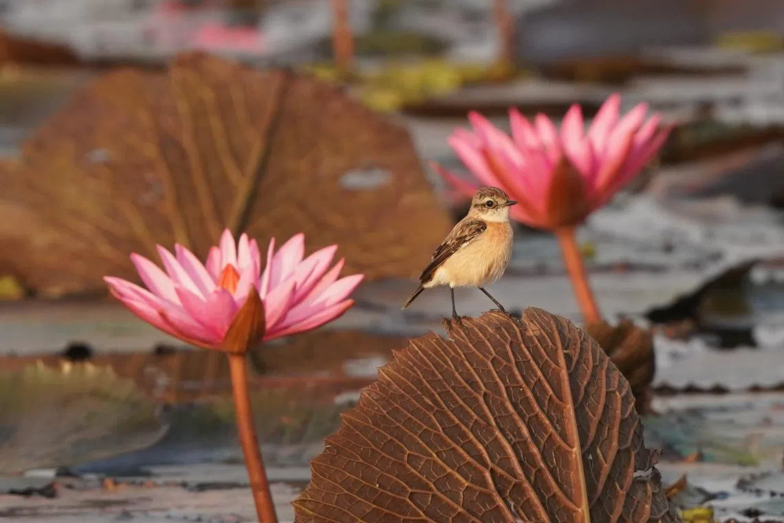 黑喉石䳭（Siberian Stonechat）轻得可以站在莲叶上。（梁金菊摄）