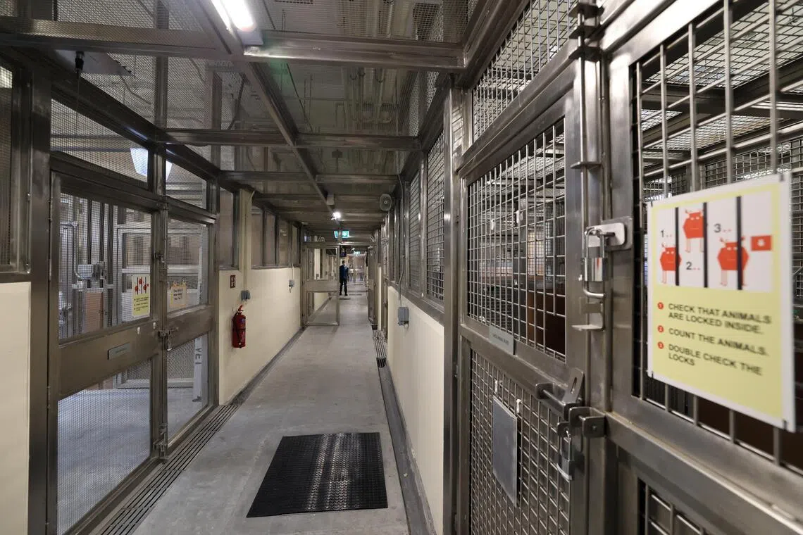 新医院建有六个病房和一个加护病房。旧医院的病房比较通用，新医院的病房每个区域都有特定功能，有的适合爬虫类，有的更适合哺乳动物。（邝启聪摄）