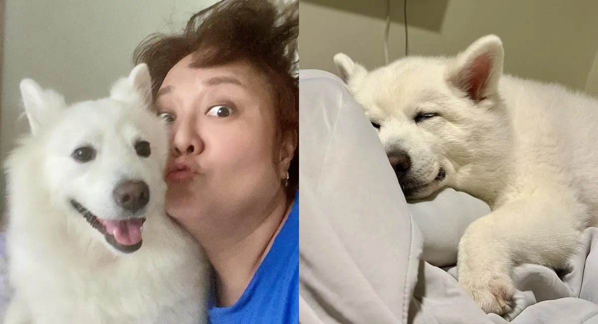 叶丽梅的爱犬Bobby每天晚上8点会准时上床睡觉。（受访者提供）