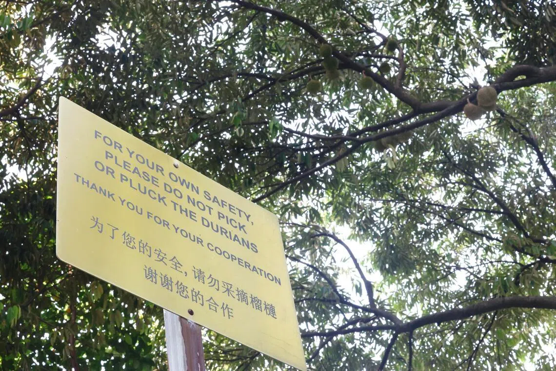 榴梿树下设有告示牌，提醒公众注意自身安全，切勿采摘果实。（郑一鸣摄）