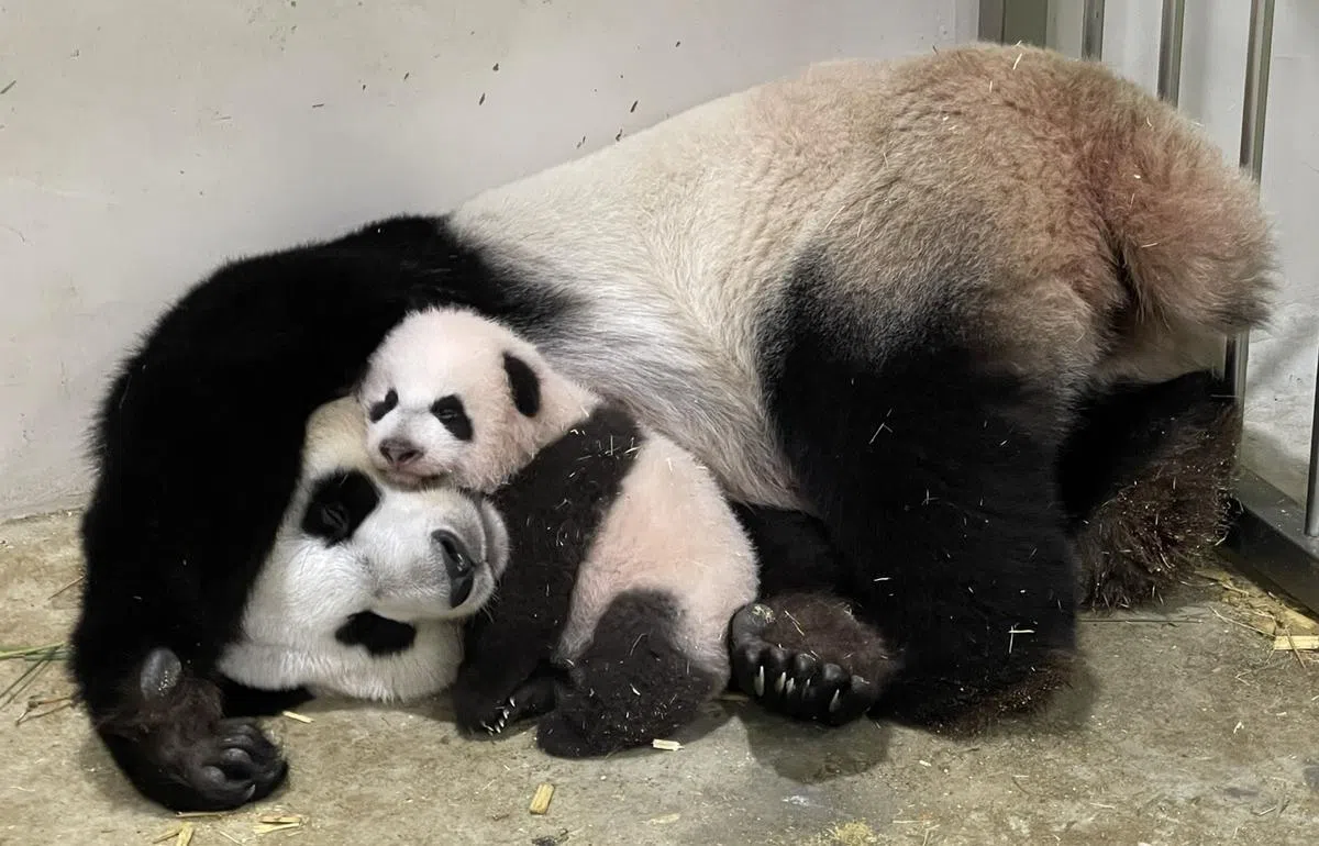 图为“叻叻”82天大的时候贴在母亲嘉嘉的脸上戏耍，享受着令人暖心的母子时光。（摄于11月3日／万态保育集团提供）