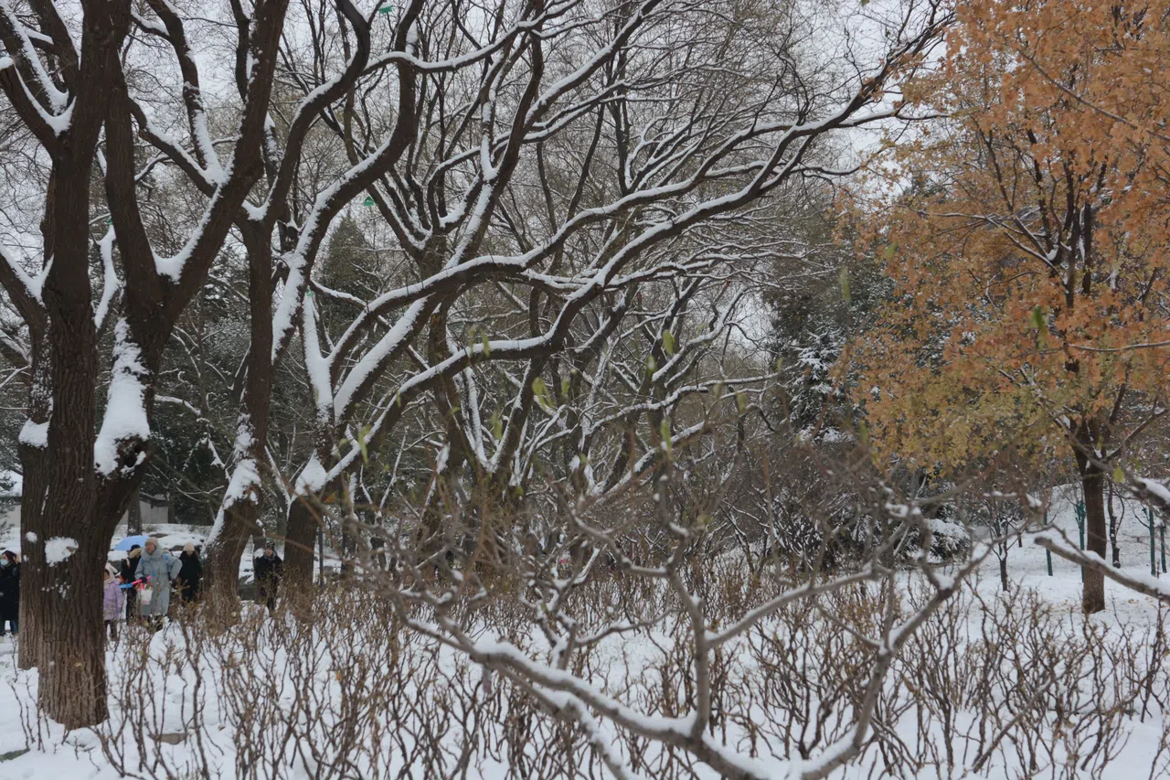北海公园的树丫，似在接受雪的洗礼。