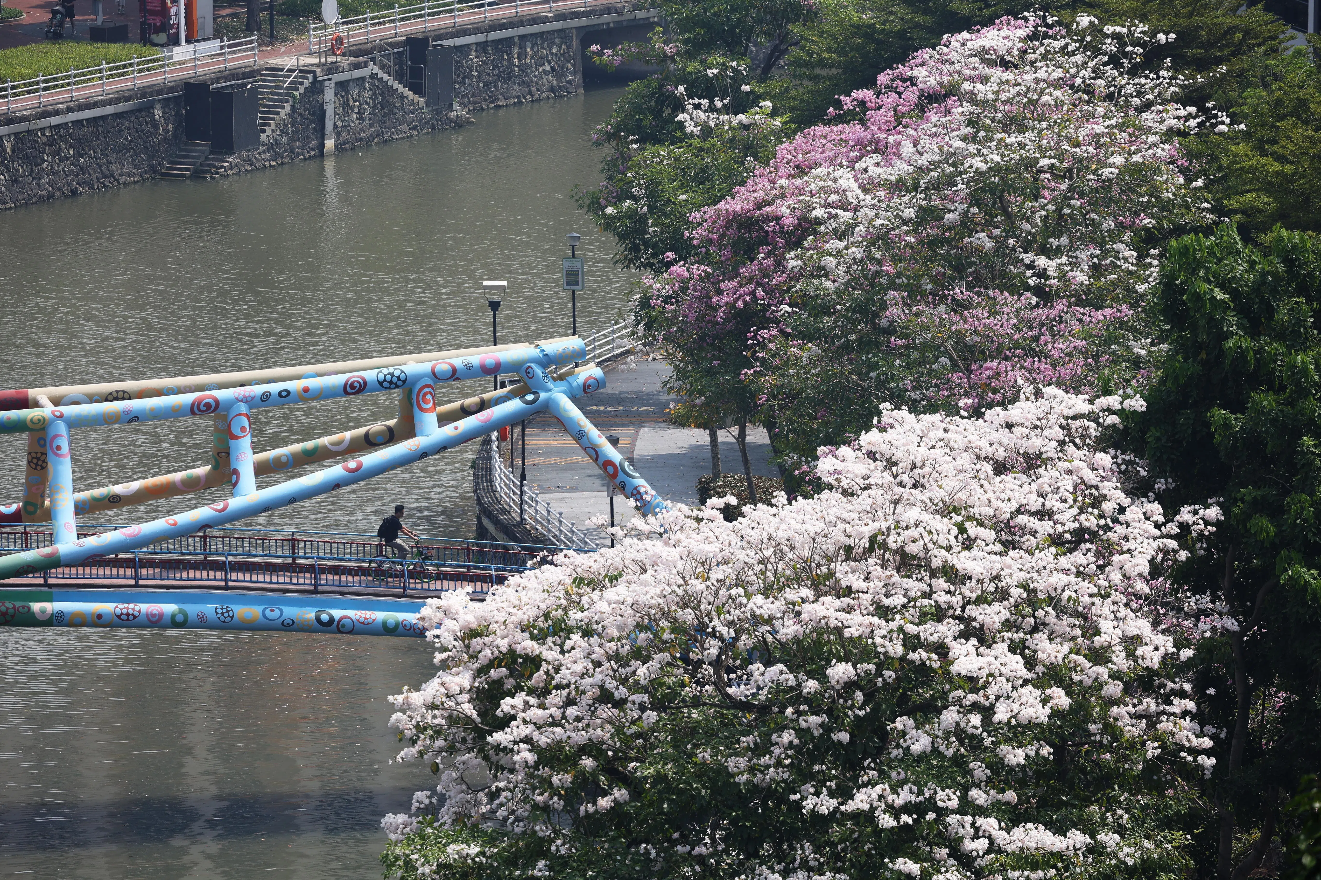 9月30日，风铃木在罗拔申码头河畔著名的阿卡夫桥（Alkaff Bridge）旁，绽放成点点白色雪花。（蔡家增摄）