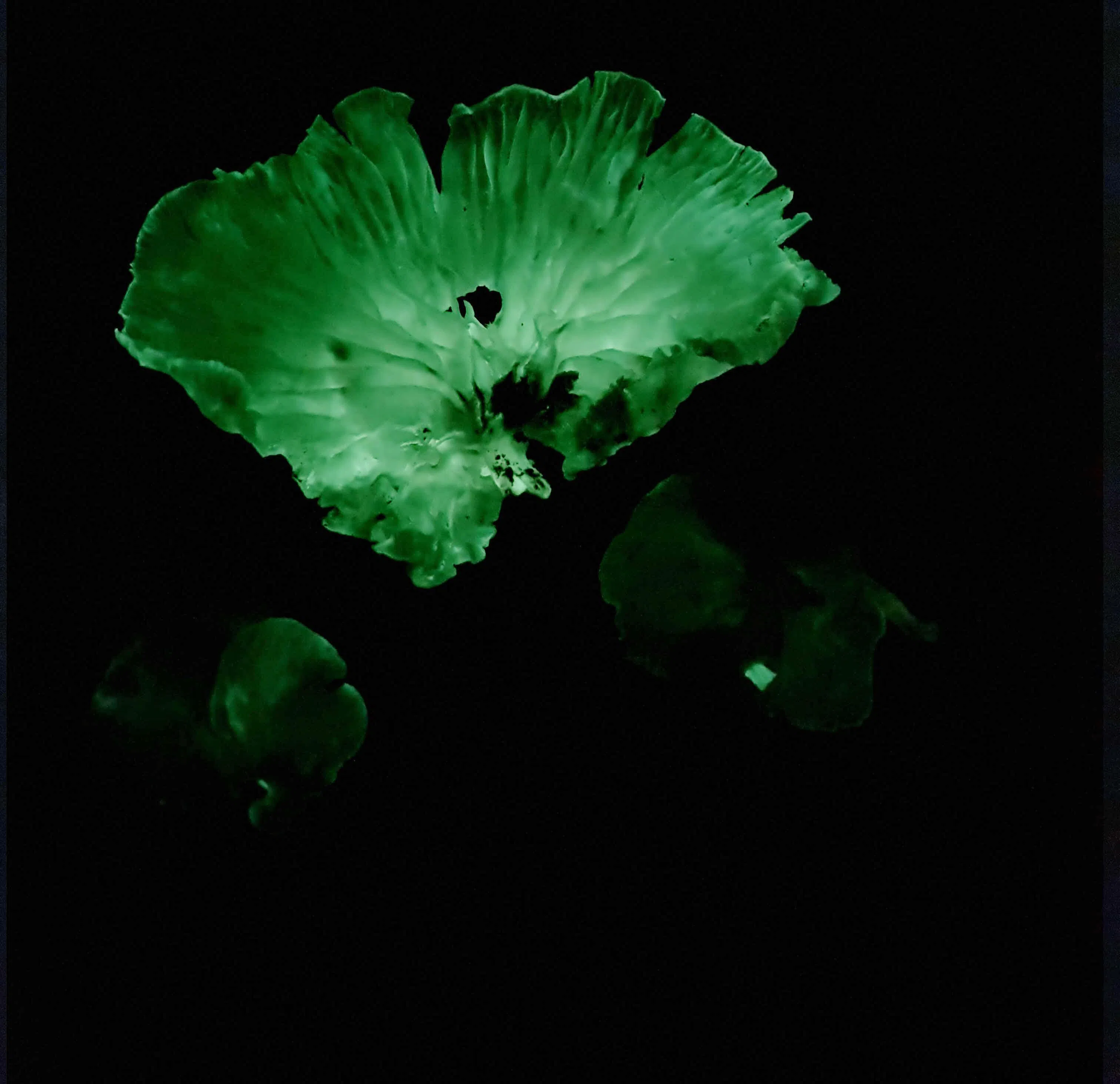 在植物园展出的真菌趣味展“Funtastical World of Fungi”，也介绍了本地可见的三种荧光菌之一——Neonothopanus nambi。（李美玲提供）