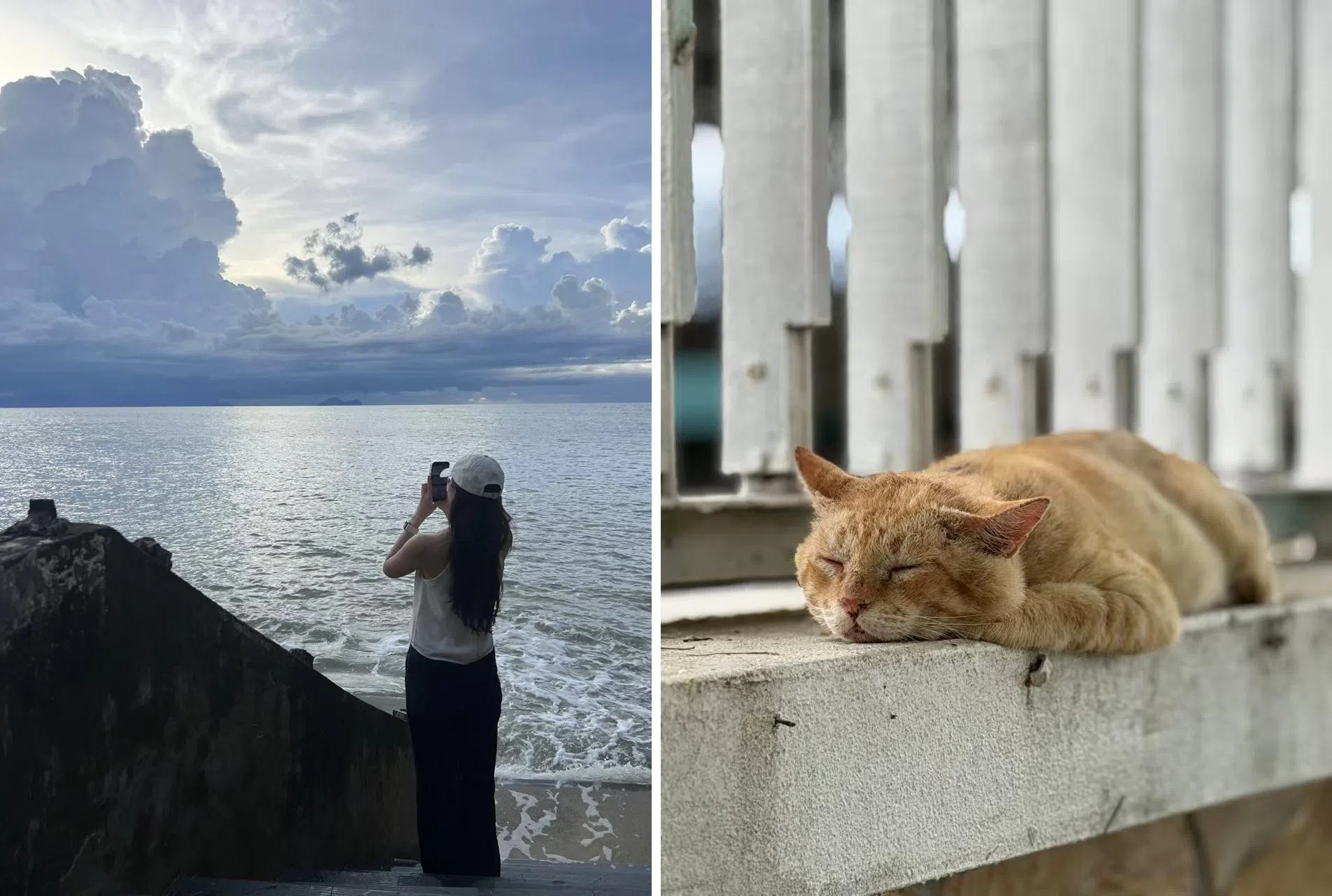 （左图）达迈海滩。（右图）就是不理你猫。（顾功垒摄）