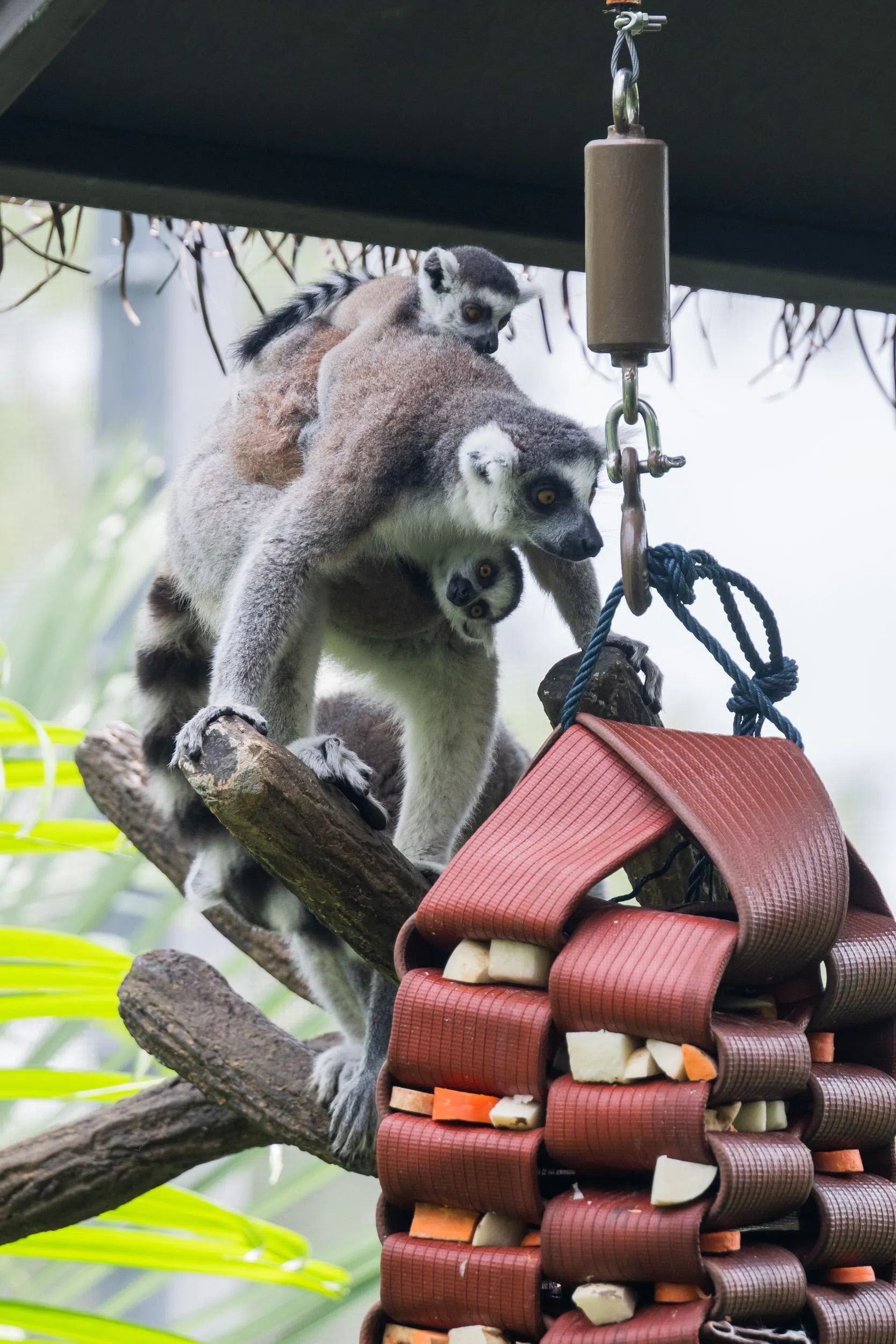 环尾狐猴在狐猴森林（Lemur Land）出没。 （万态保育集团提供）
