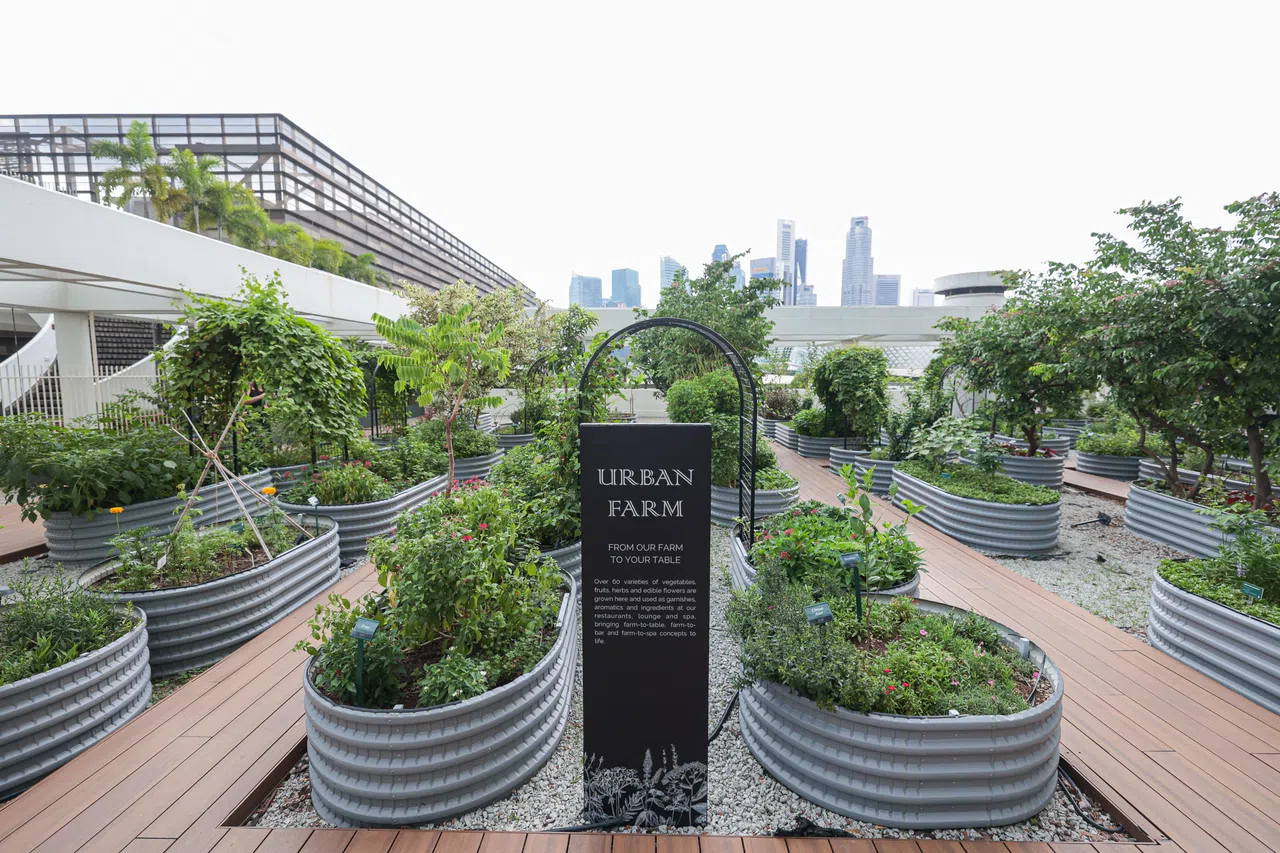 滨海湾宾乐雅臻选酒店在四楼的户外空间设小型城市农场，种植超过60种蔬果和药草，让酒店的厨师、调酒师及水疗师直接摘取新鲜食材，加到菜肴或饮料中。（李冠卫摄）