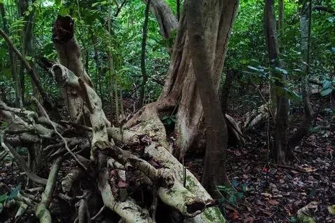萌蘖株是对命运的不屈与抗拒。（辛羽摄）