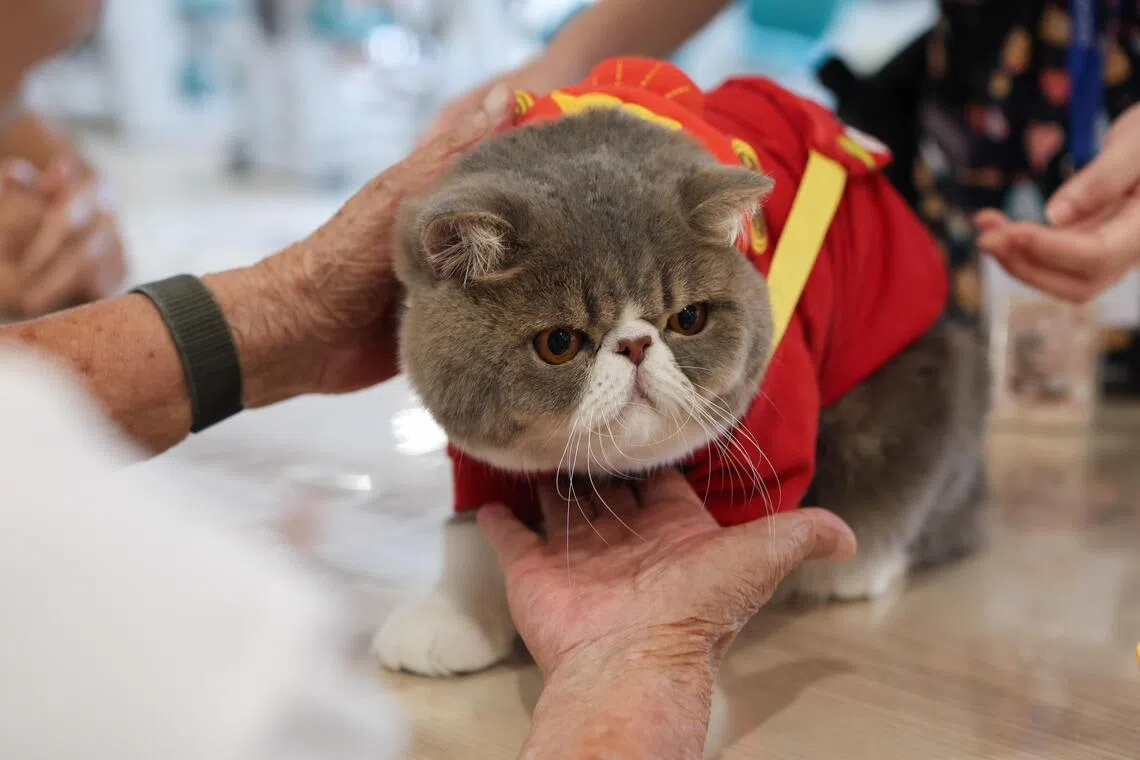 异国短毛猫“肉圆仔”是雅西西慈怀病院其中一只参与动物辅助疗程计划的宠物猫。最近配合新春佳节，“肉圆仔”穿上红色背心，可爱的模样让它虏获了不少病患及工作人员的心。（特约李姿仪摄）