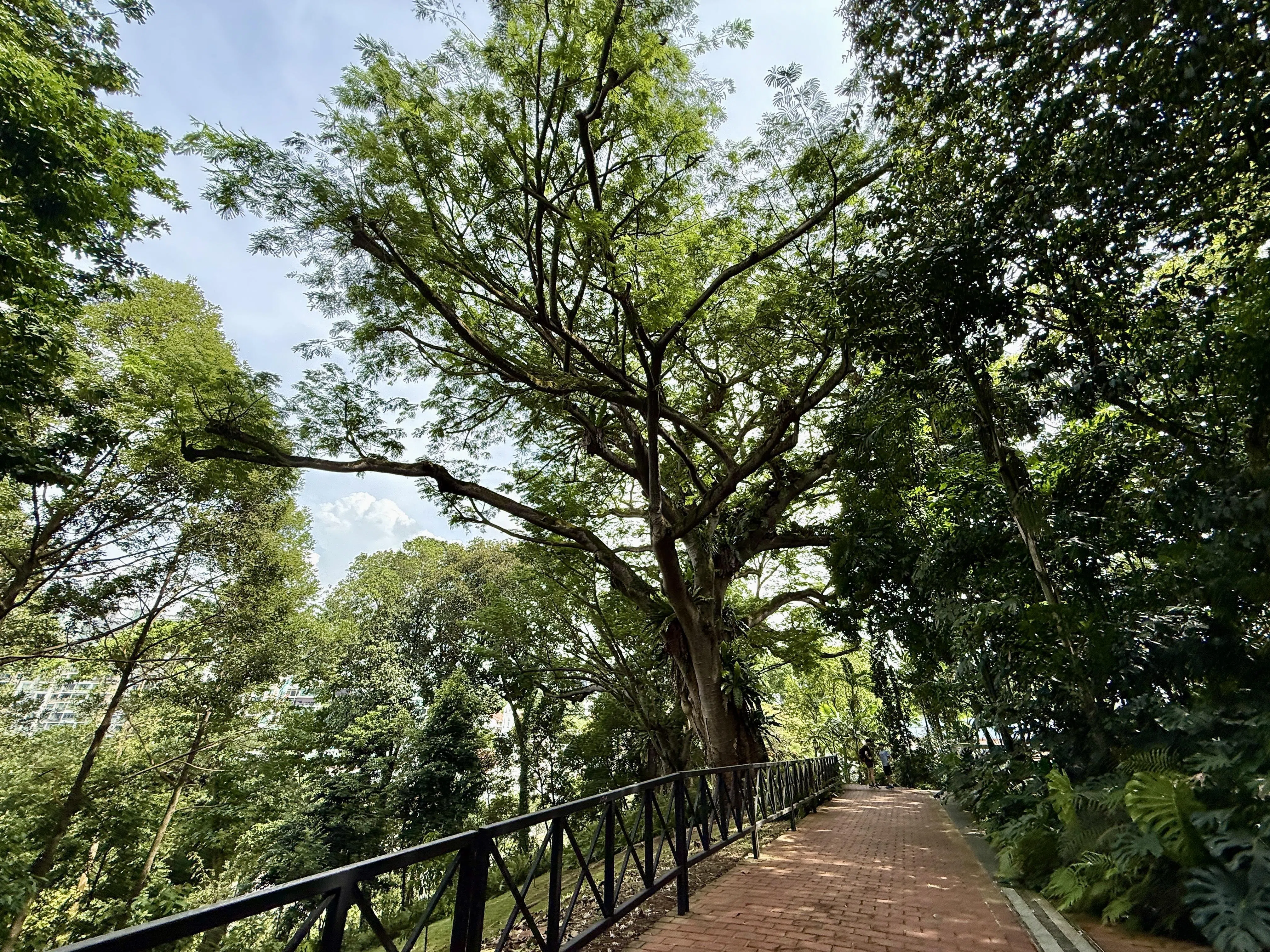 在Mett新加坡慕庭福邸花园酒店旁阶梯尽头，能看到地图上第一棵古树象耳豆（图中左边大树）。（陈映蓁摄）
