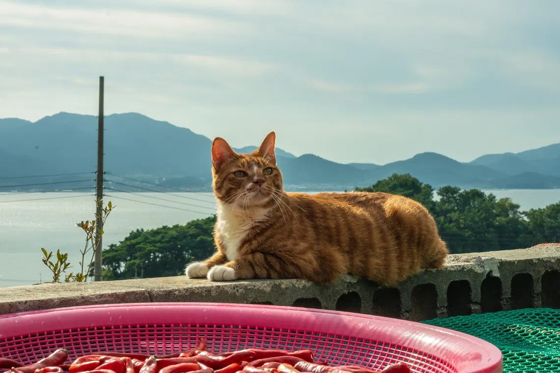 这只名为金童的猫可萌可飒，十分抢镜。（嘉华院线提供）