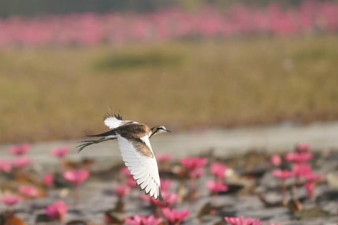 被惊动的水雉（Pheasant-tailed Jacana），飞了起来。（梁金菊摄）