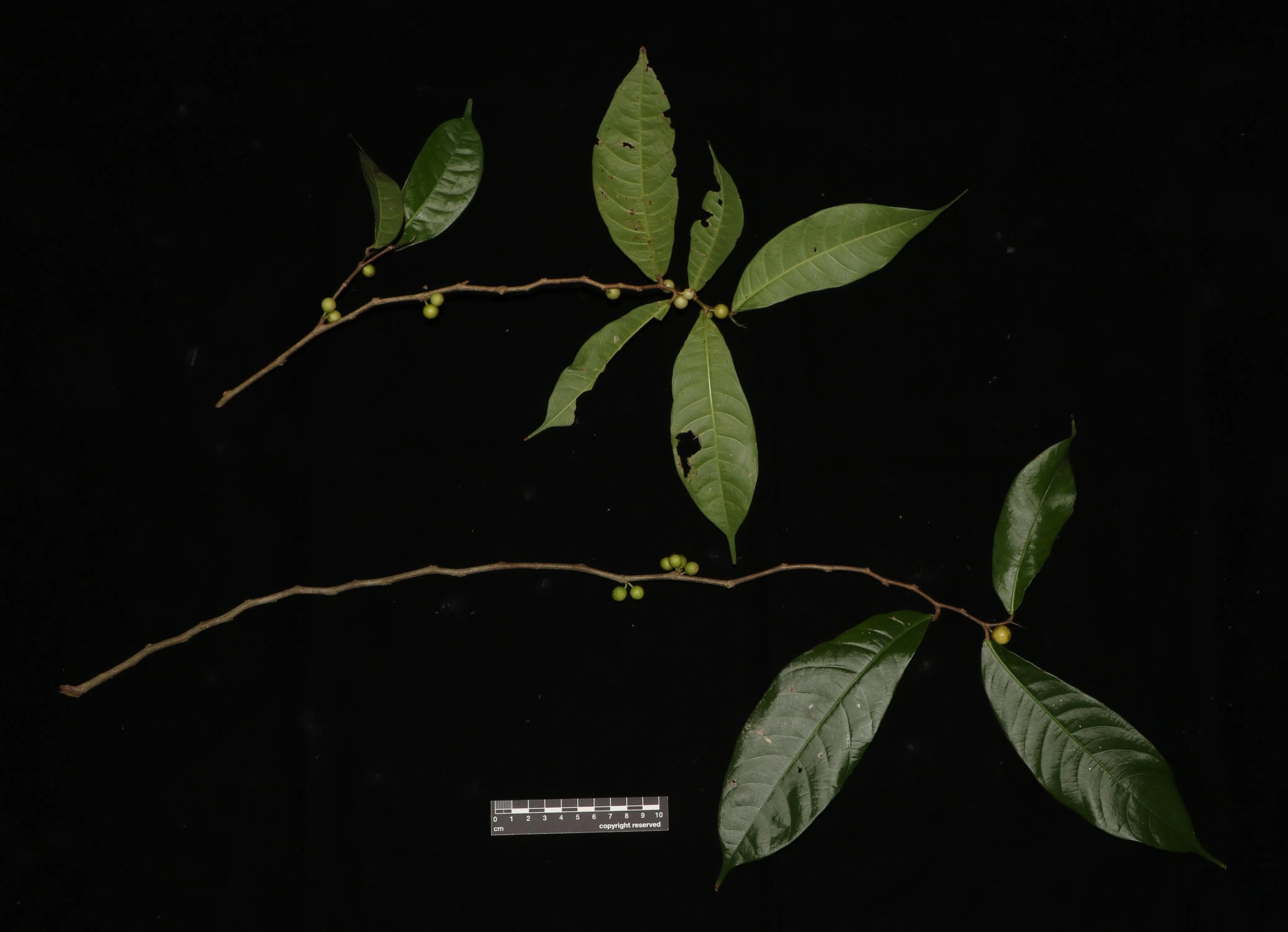 锥叶榕（学名：Ficus subtulata）在乌敏岛上的次生林中被发现，相信由一种Kradibia类的榕小蜂授粉。（黄欣仪提供）