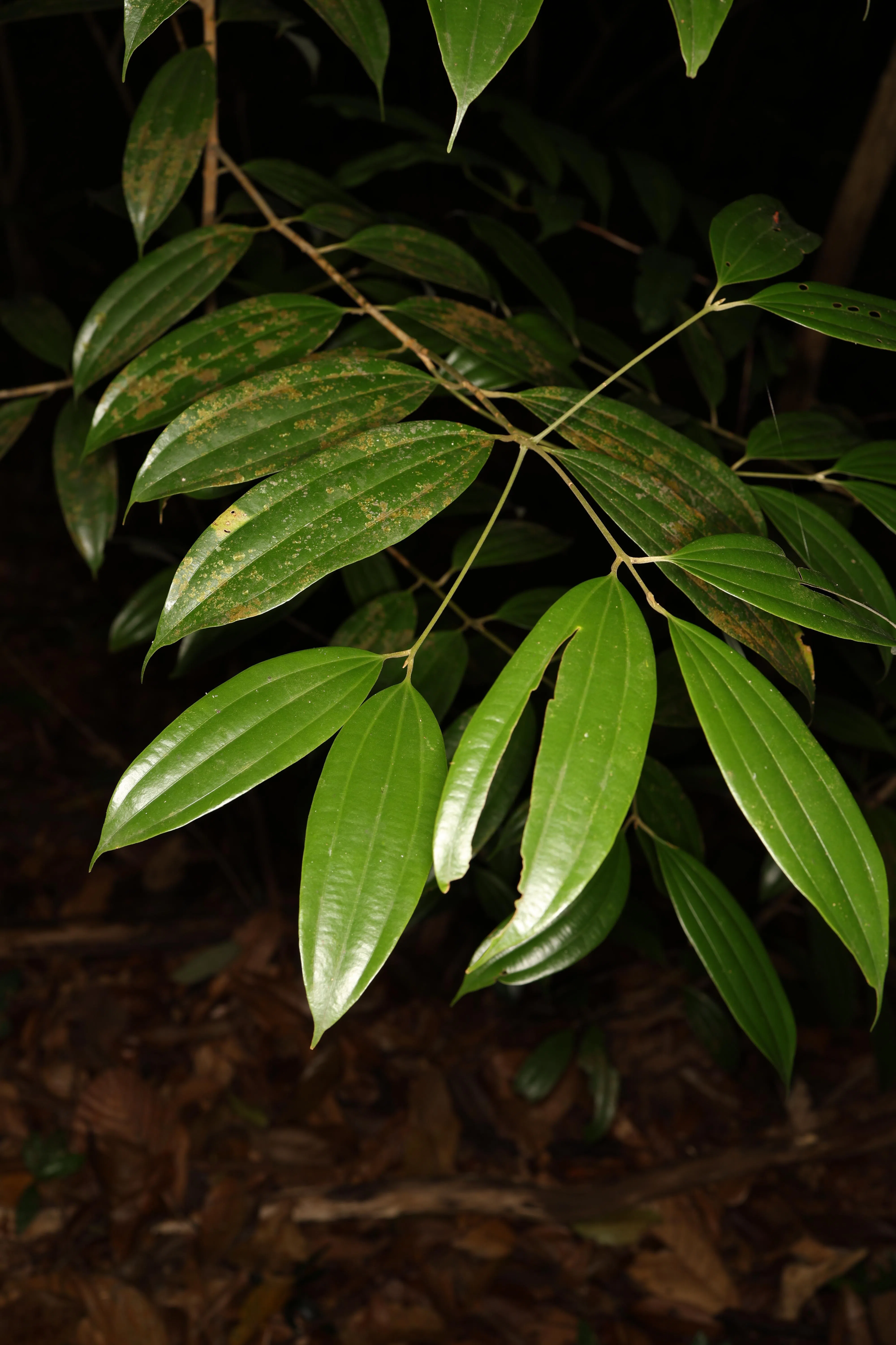 长期森林生态监测调查录得新加坡植物新记录，樟属植物Cinnamomum rhynchophyllum，为肉桂的近亲。（国家公园局提供）