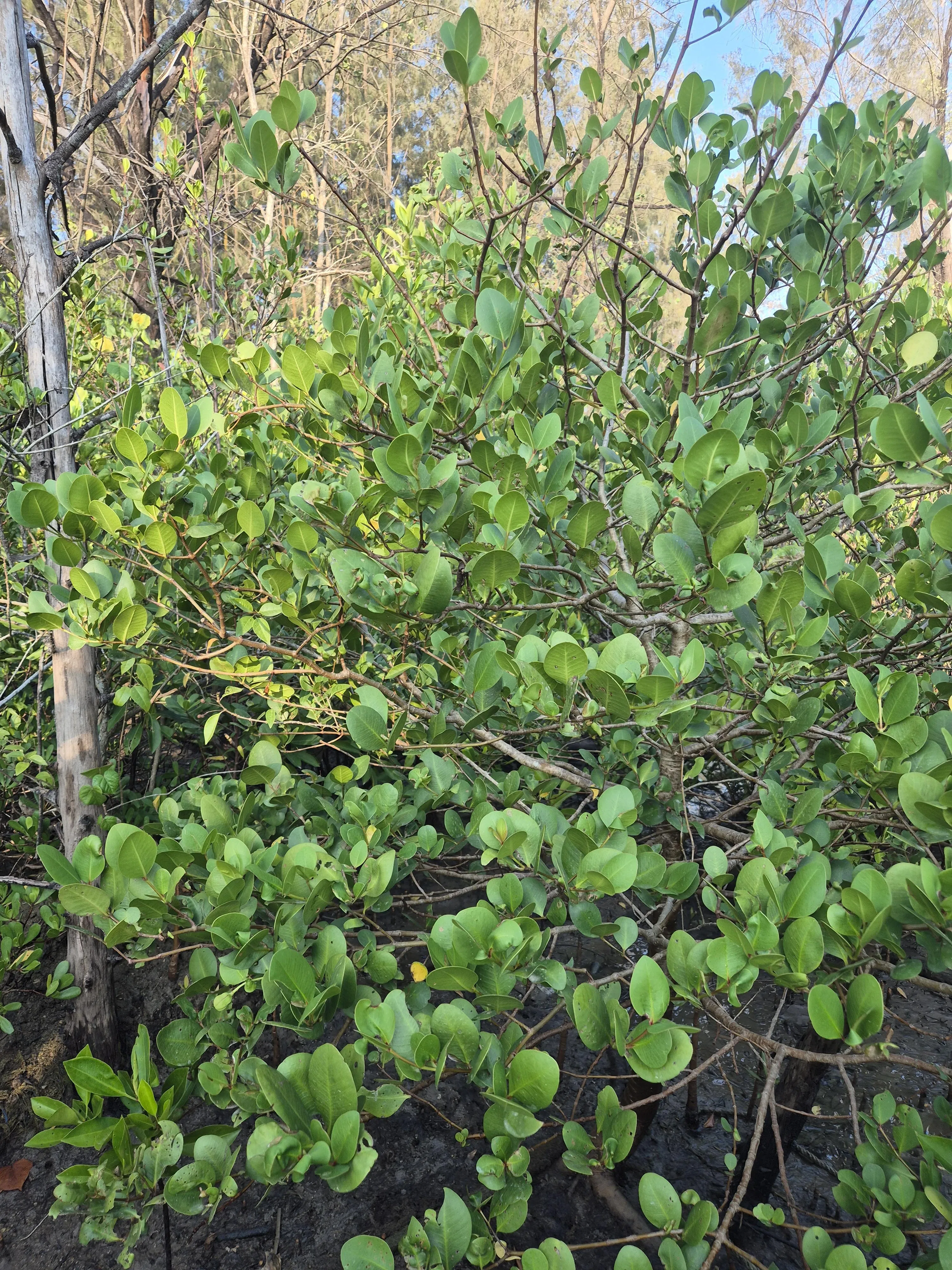在滨海东红树林发现极度濒危红树品种卵叶海桑，让自然爱好者感到惊喜。（受访者提供）