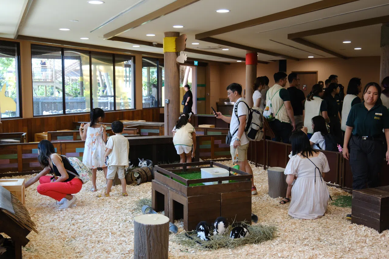 小朋友在室内动物互动区Little Paws与兔子亲近互动。（曾坤顺摄）