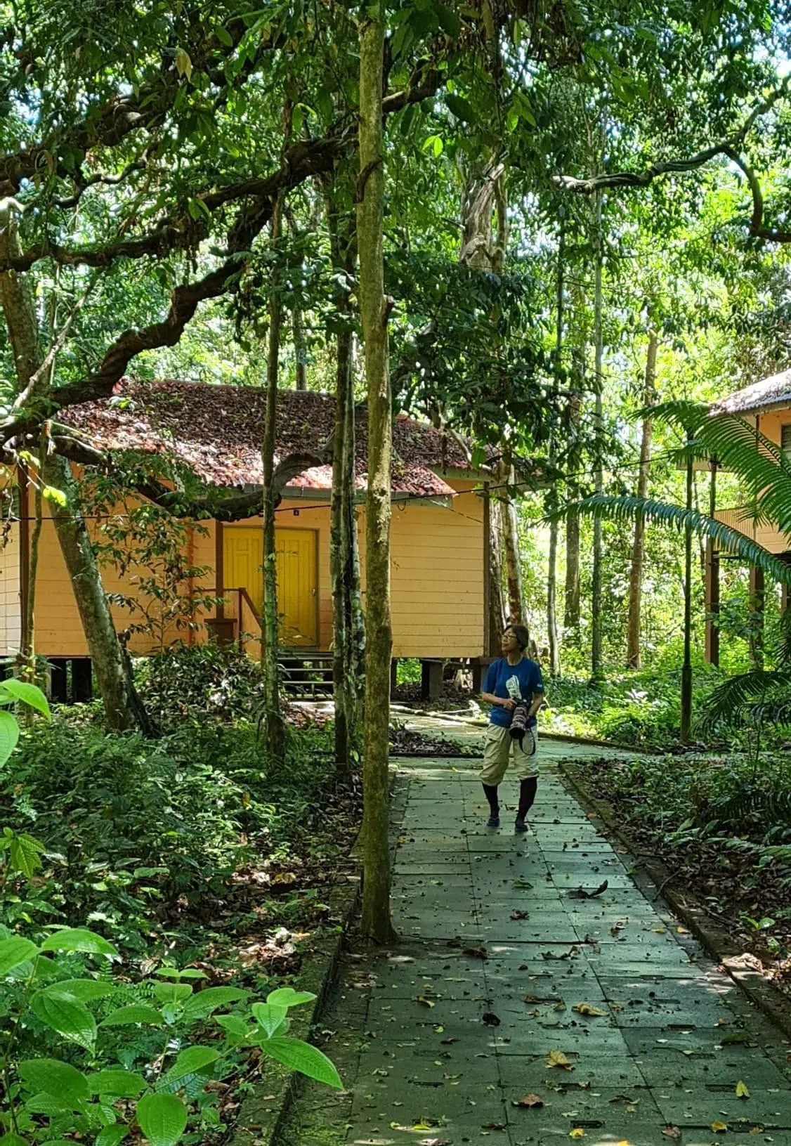 藏在林中的地球小屋。（梁金菊摄）