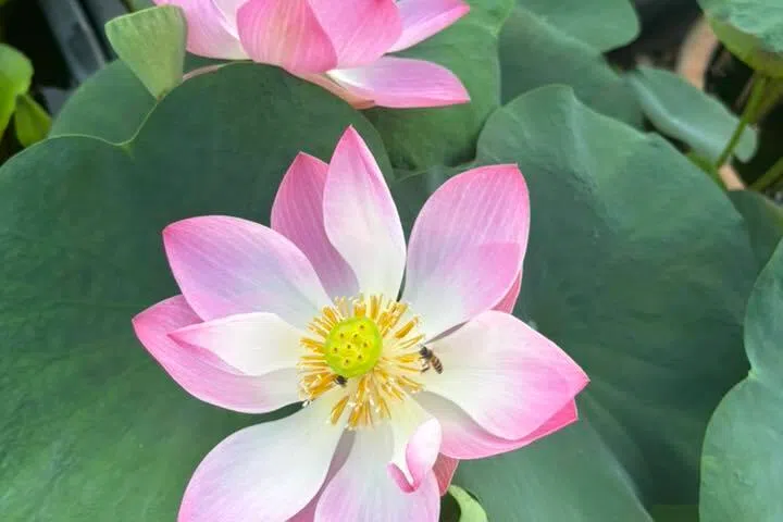 单瓣荷花。（受访者提供）
