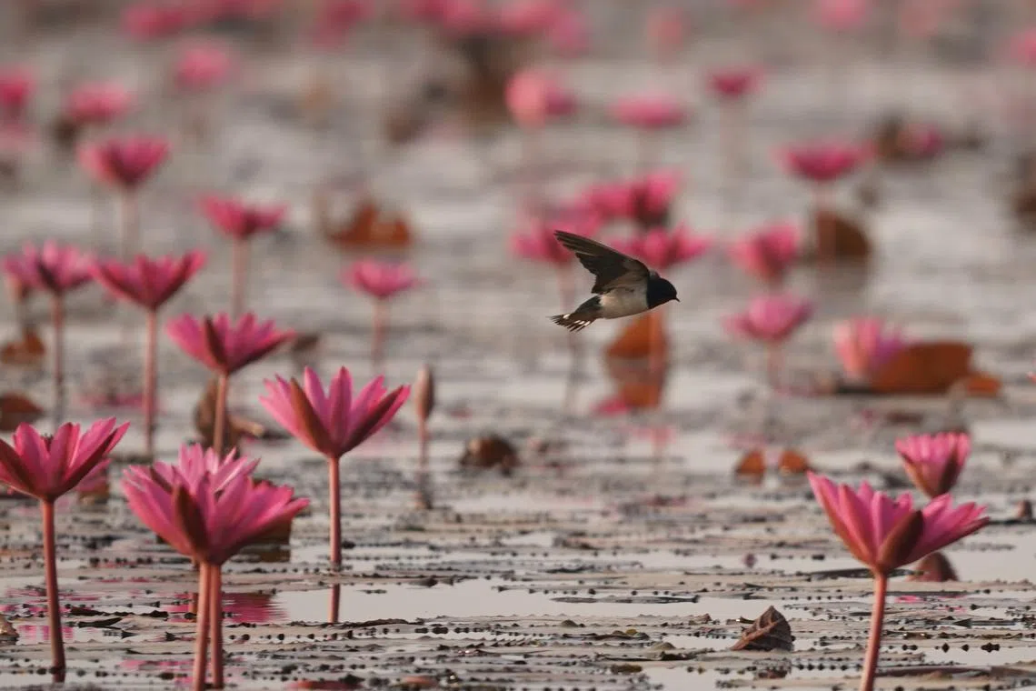 家燕（Barn Swallow）在红莲花海上飞翔。（梁金菊摄）