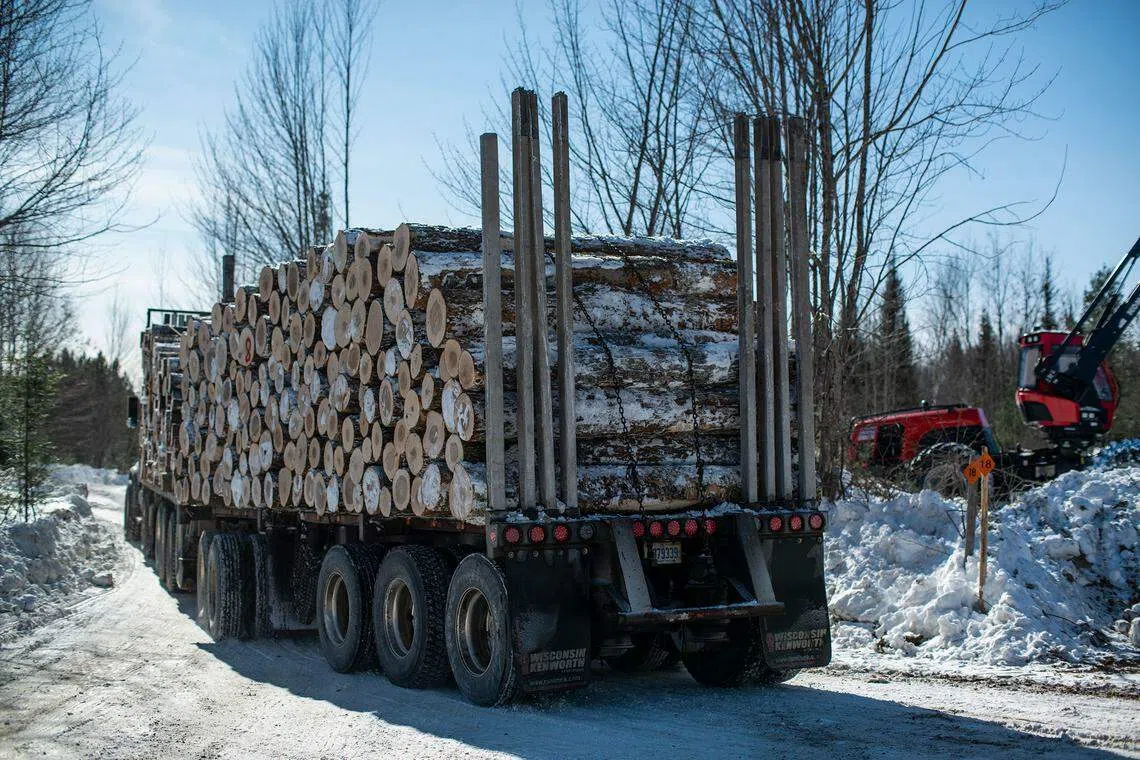 美国林木业公司 Lyme Timber 向媒体揭露，公司利用森林碳汇售卖大量虚假碳抵消。（彭博社）