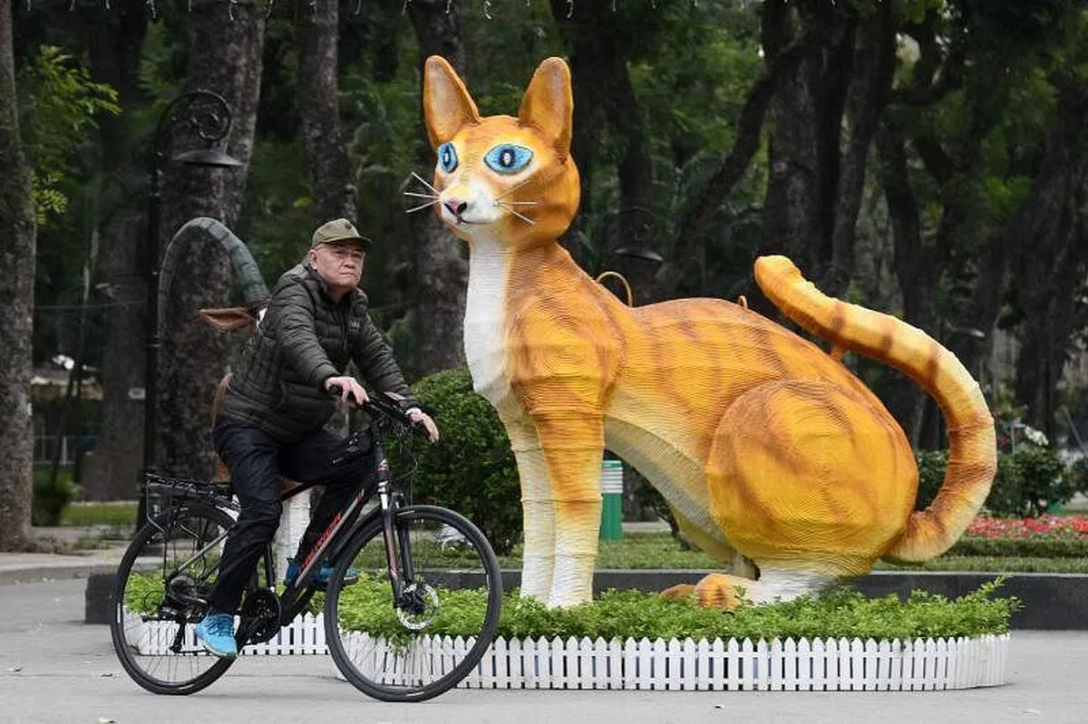 越南也在庆祝农历新年，但不同于其他地区，人们庆祝的是猫年。（法新社） 