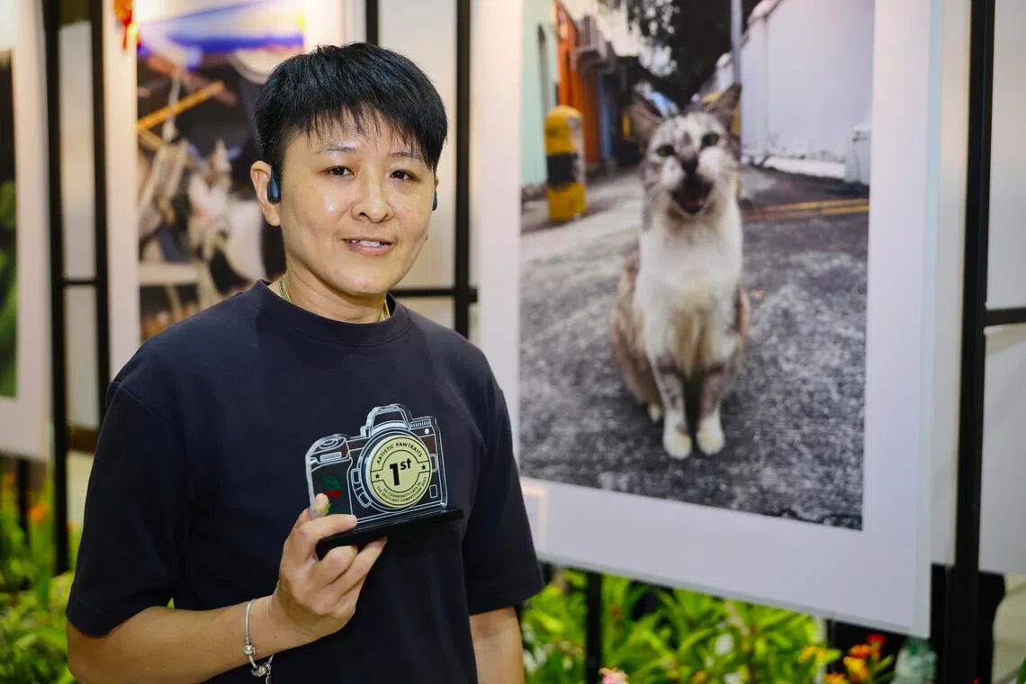 “聚焦社区猫”摄影比赛冠军张杰米的作品《微笑》，展示她照顾的七岁社区母猫“灰灰”的开心表情。她为无人照顾的社区猫设立社媒网页，连续两年为它们出书，原则是只筹猫粮，不收现款。（龙国雄摄）