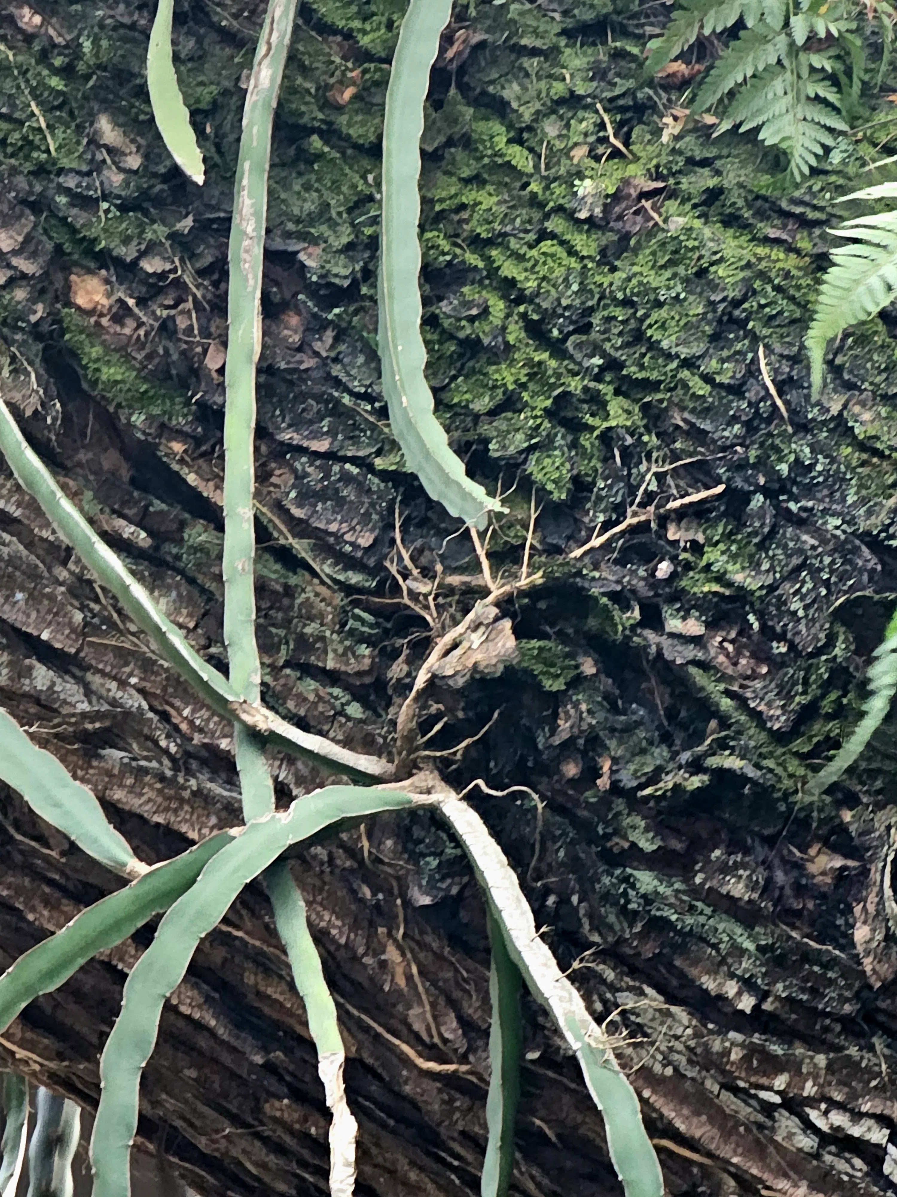 雨树上长出的须根，牢牢地攀附在开裂的树皮上。（吴德卿提供）