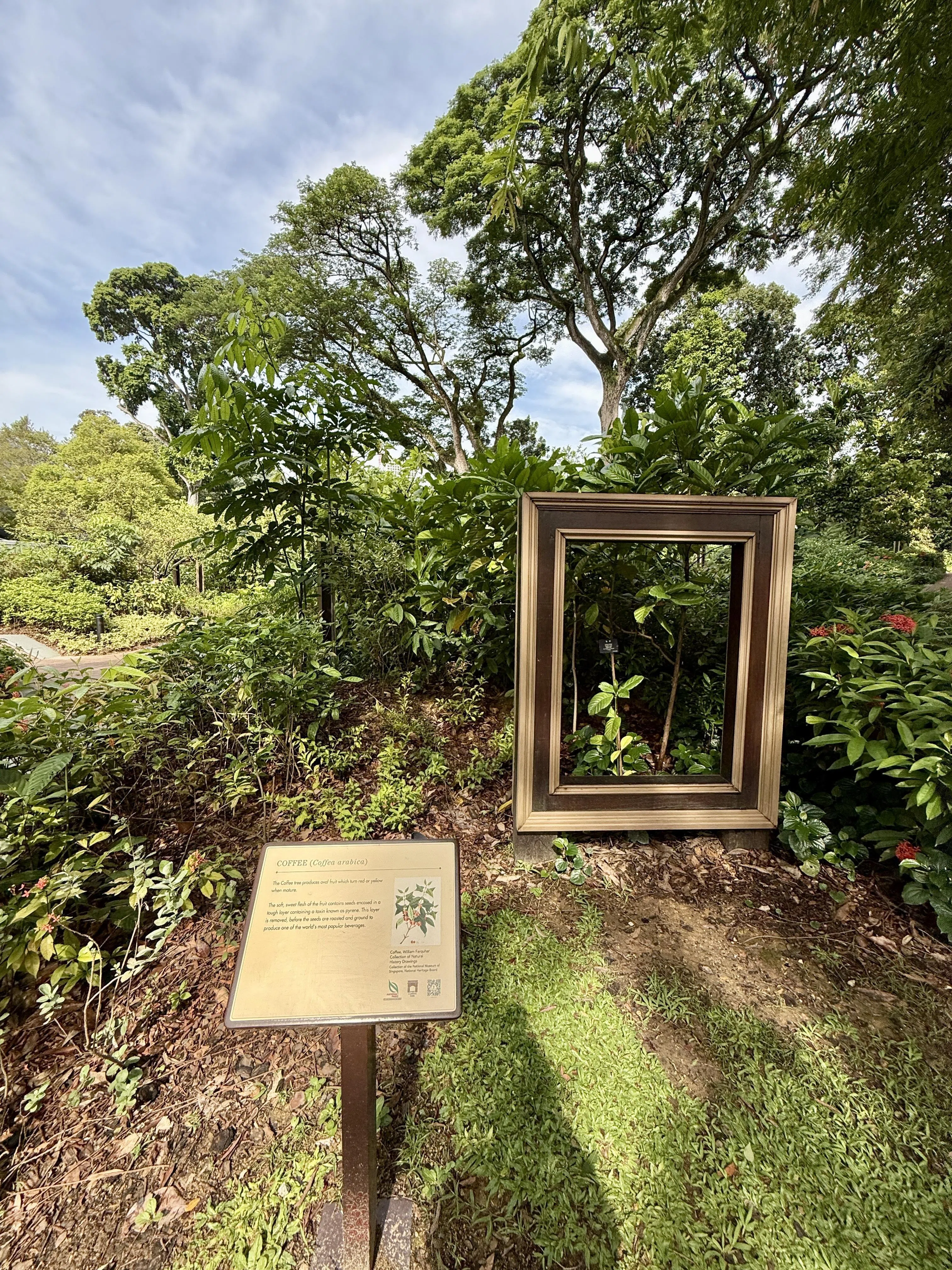 2019年开设的法夸尔花园（Farquhar Garden）坐落在福康宁公园绿坪（Fort Canning Green）附近，大相框里的主角都是我国第一任驻扎官法夸尔（William Farquhar）认为极其重要的植物，例如途中的咖啡树。（陈映蓁摄）