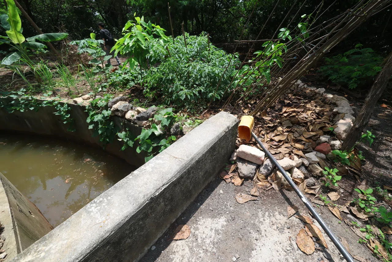 菜园就在一条大水沟旁，相信是为了就近取水。（郑一鸣摄）
