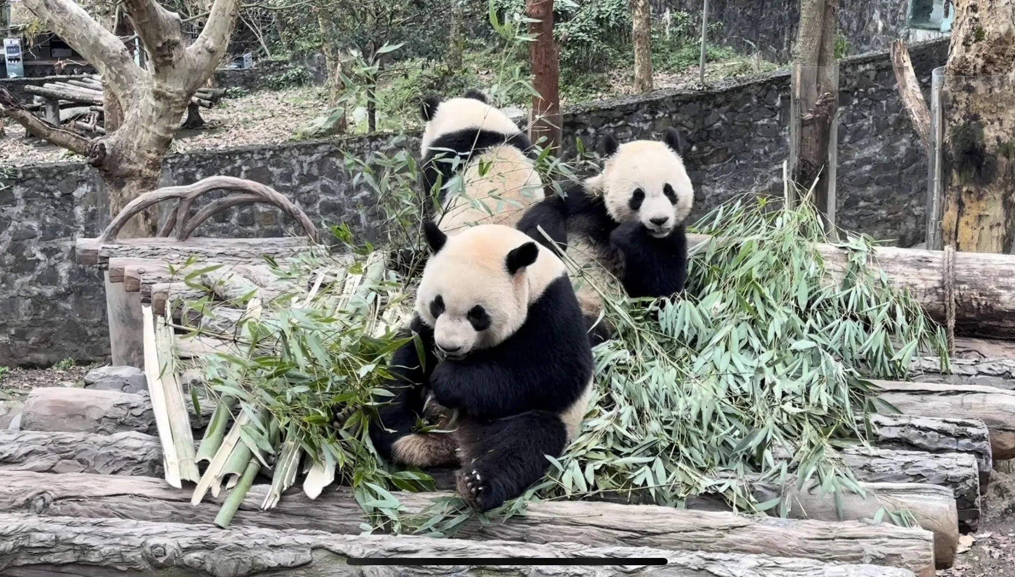 新加坡出生的大熊猫叻叻（前）回国后住在中国大熊猫保护研究中心都江堰基地，和同岁的双胞胎兄妹青仔和青宝同住。（杨丹旭摄）