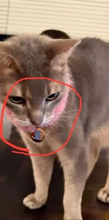 GD灰色爱猫戴的粉红项圈，李珠妍自拍照内的猫咪也有。（互联网）
