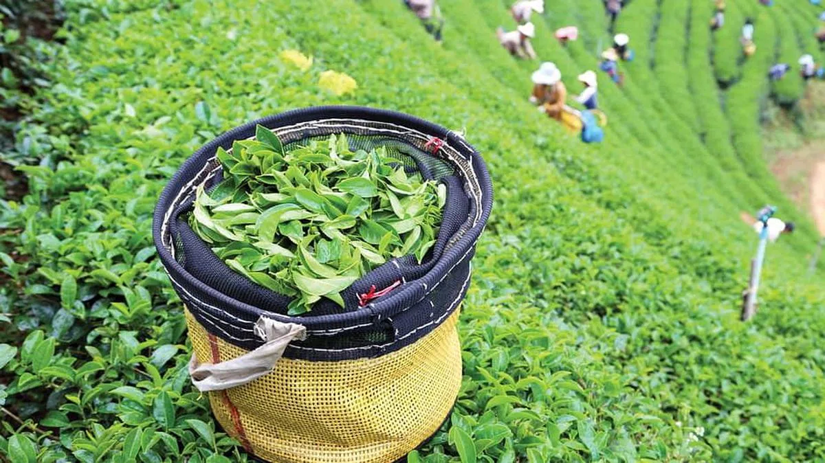 美斯乐的高海拔和凉爽气候适合种植乌龙茶。（图/Four Seasons）