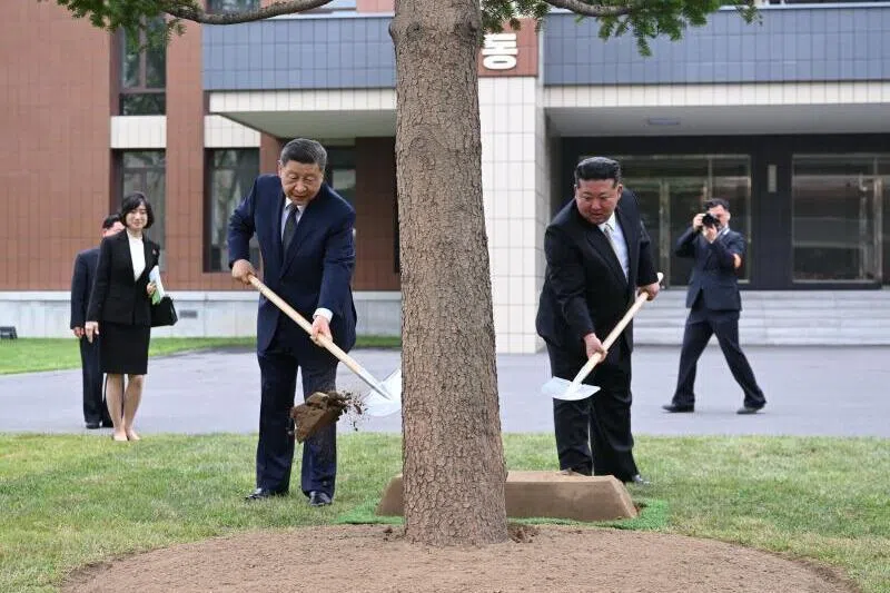 中国国家主席习近平星期二（6月9日）上午在朝鲜最高领导人金正恩陪同下，参访位于平壤的朝鲜劳动党中央干部学校。图为在教学楼之间的林地上，习近平和金正恩共同种下一株枞树。（新华社）