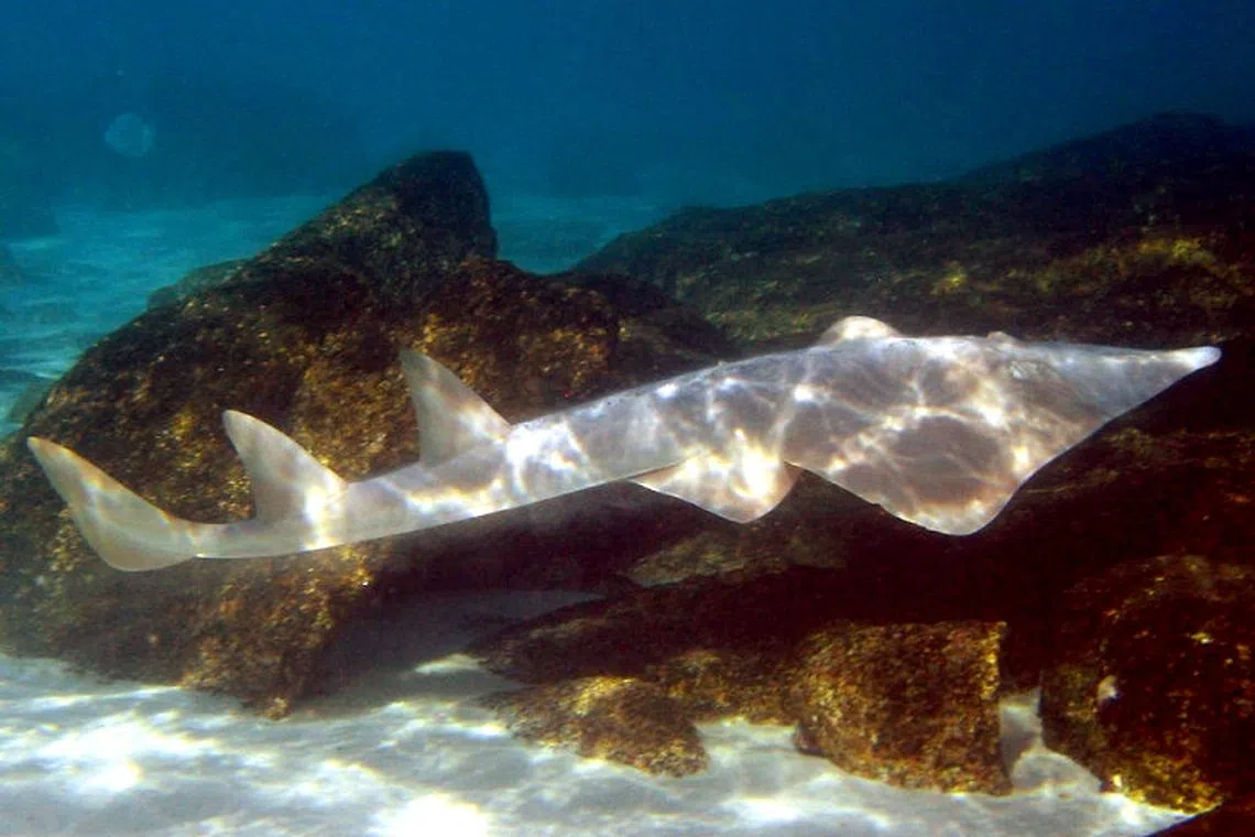 多数鲨鱼和鳐鱼处于濒危或极危等级，像这类巨铲鼻鳐（Giant Shovelnose Ray）。（Anne Hoggett摄，取自Wikimedia Commons）