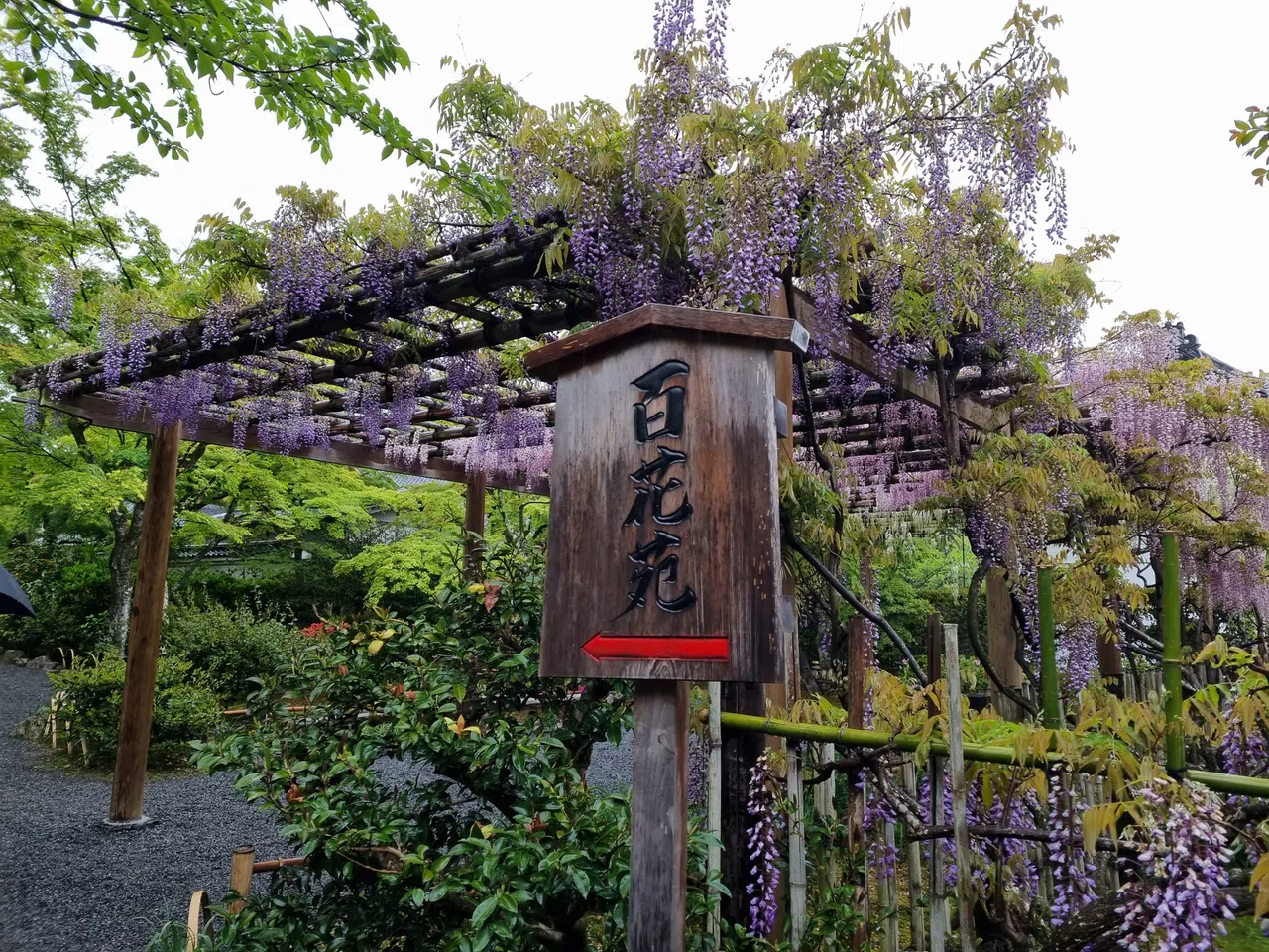 天龙寺内有许多不同种类的花卉供游客观赏。（廖慧婷摄）