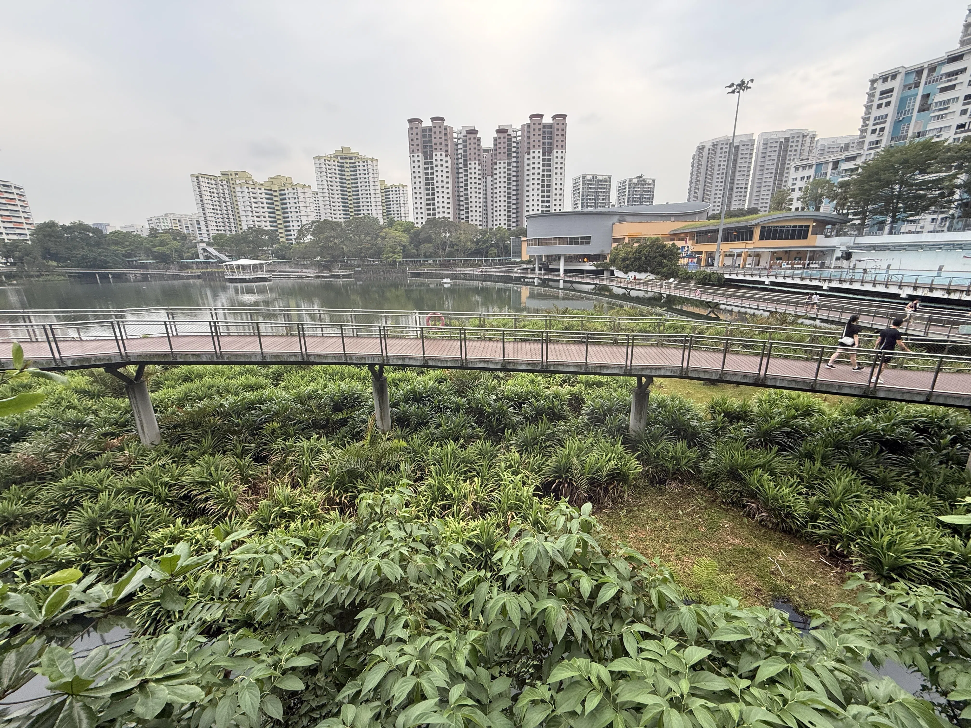 “盘沙池”翻新后的亮点除了漂浮湿地，还有长约480米的木板步道。（陈映蓁摄）