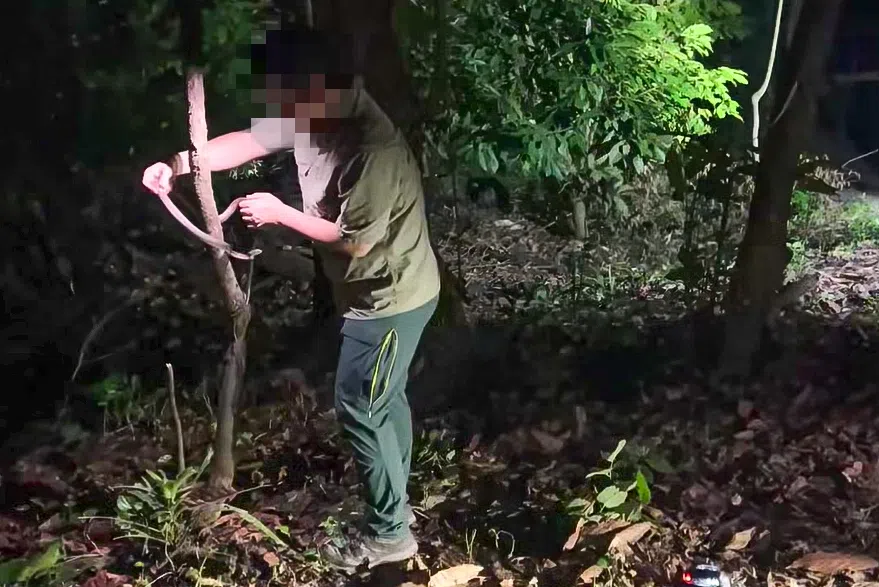 一名男子试图将一条约1米长的蛇从树上移走。（取自Singapore Wildlife Sighting脸书）