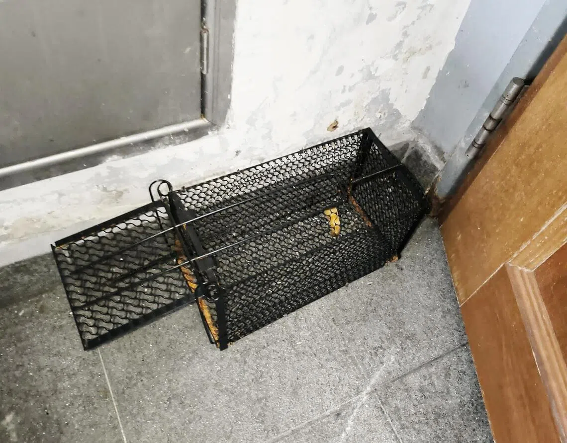 宏茂桥坊Malaysia Boleh!美食街在暗角放置捕鼠笼。（受访者提供）