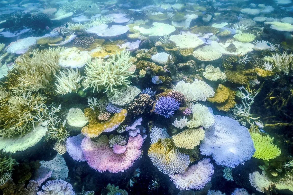 澳洲海洋生物学家说，自2月以来，澳洲北部蜥蜴岛周围的海洋温度比平均水平高出2摄氏度，估计八成的珊瑚已经死亡。（法新社）