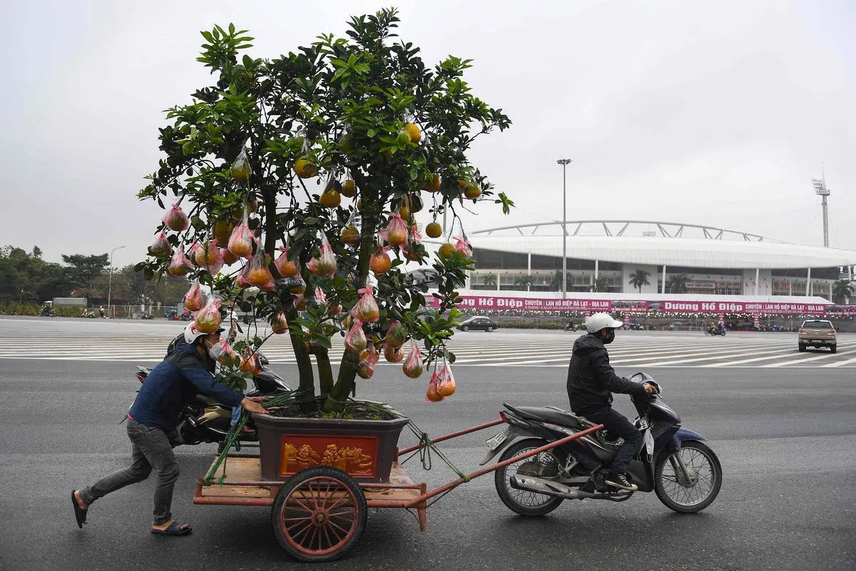 一名河内民众在农历新年前，用摩托车运送一棵结满大大果实的柚树回家。柚子具有“佑子”、团聚、富贵的含义。过年的时候吃柚子象征金玉满堂。（法新社）