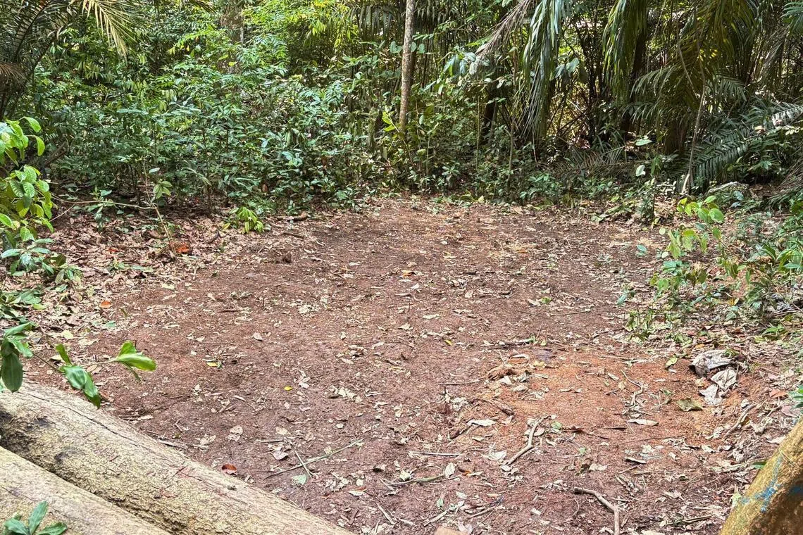 保育组织莱佛士叶猴负责人洪慧芳说，组织的10名义工去年参与种植活动，树苗如今估计高约1.5米至2米。（受访者提供）