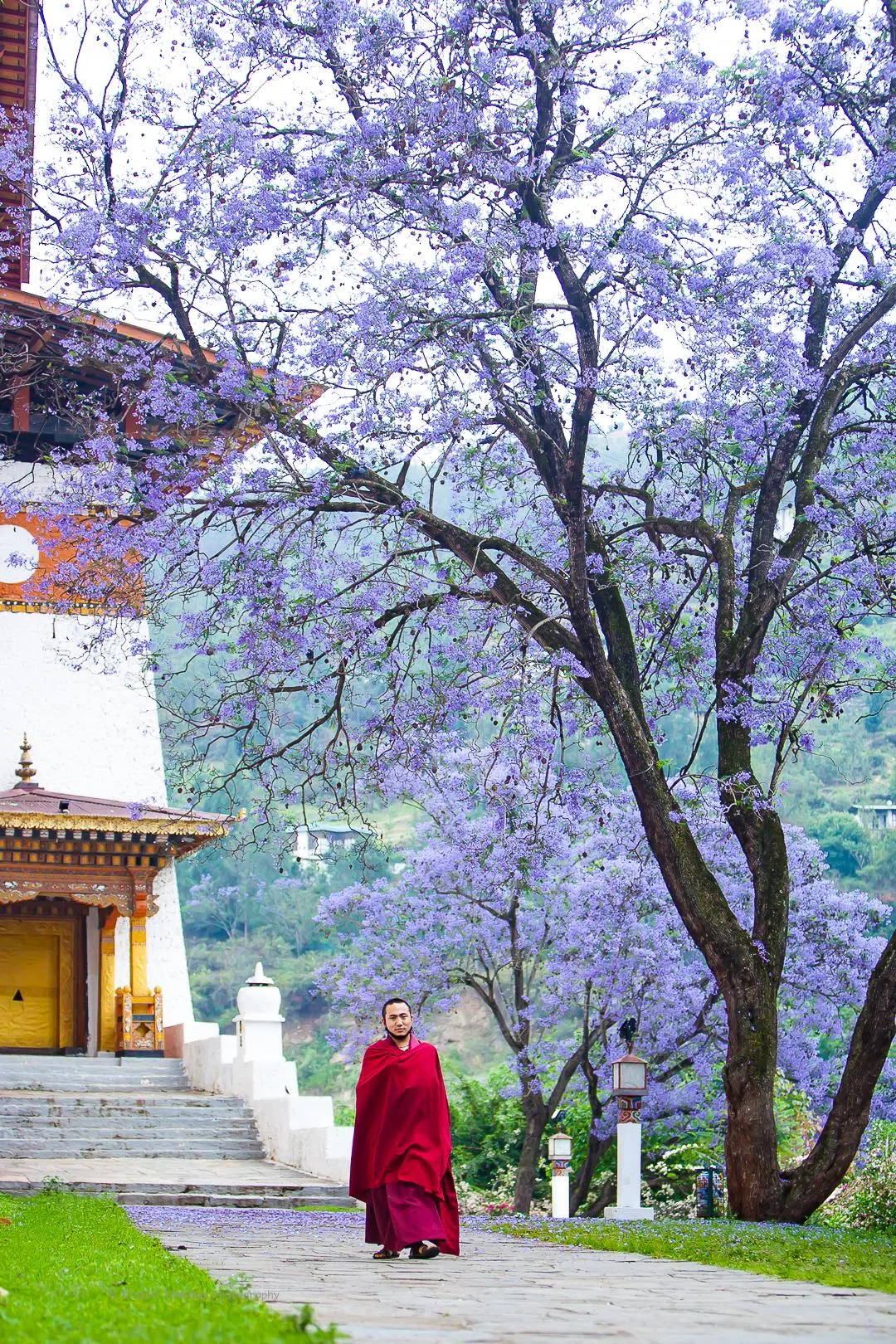 对摄影师来说，春季最适合前往不丹取景。（仁增·林杜普提供）